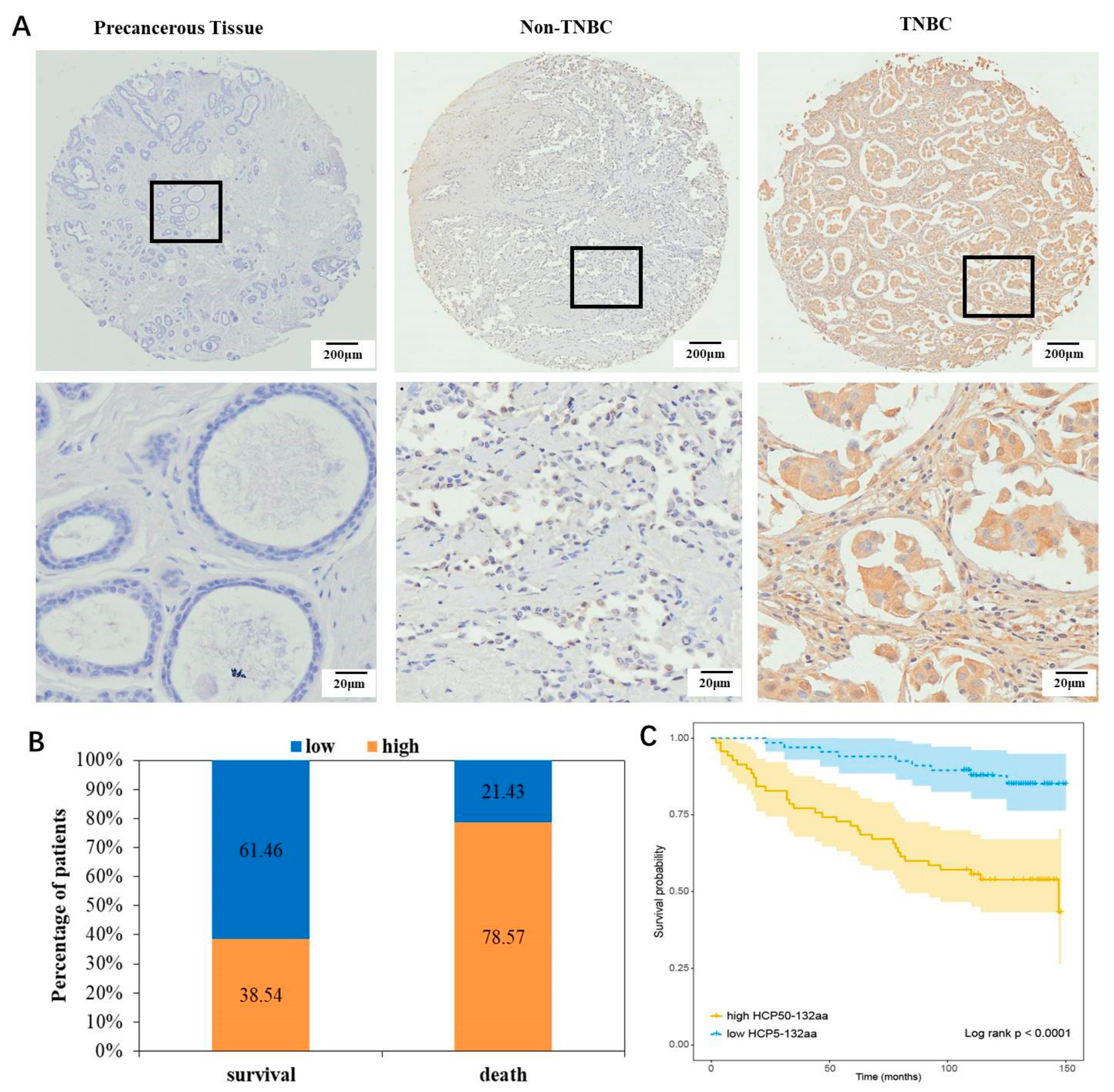 Cancers 15 01880 g002