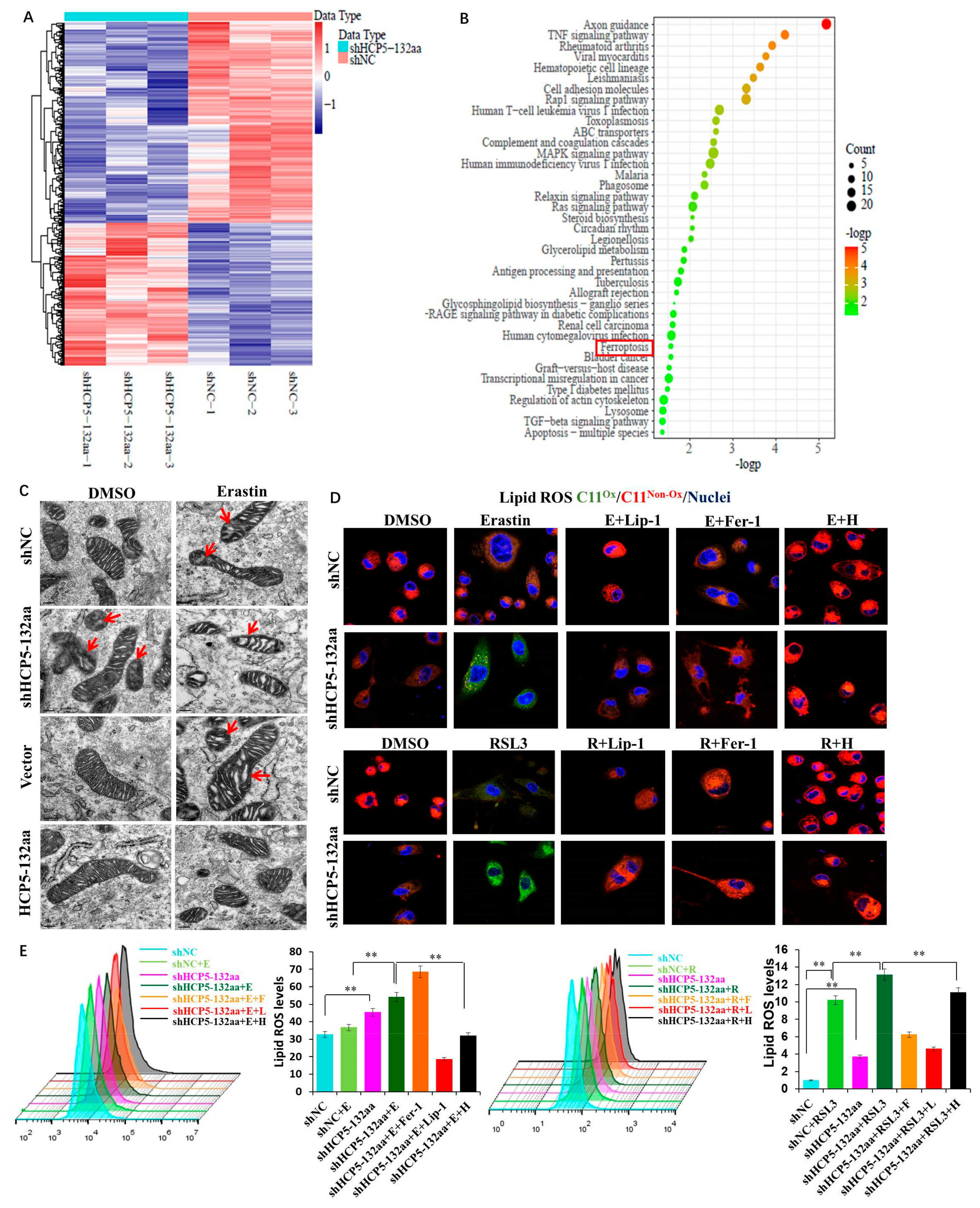 Cancers 15 01880 g004