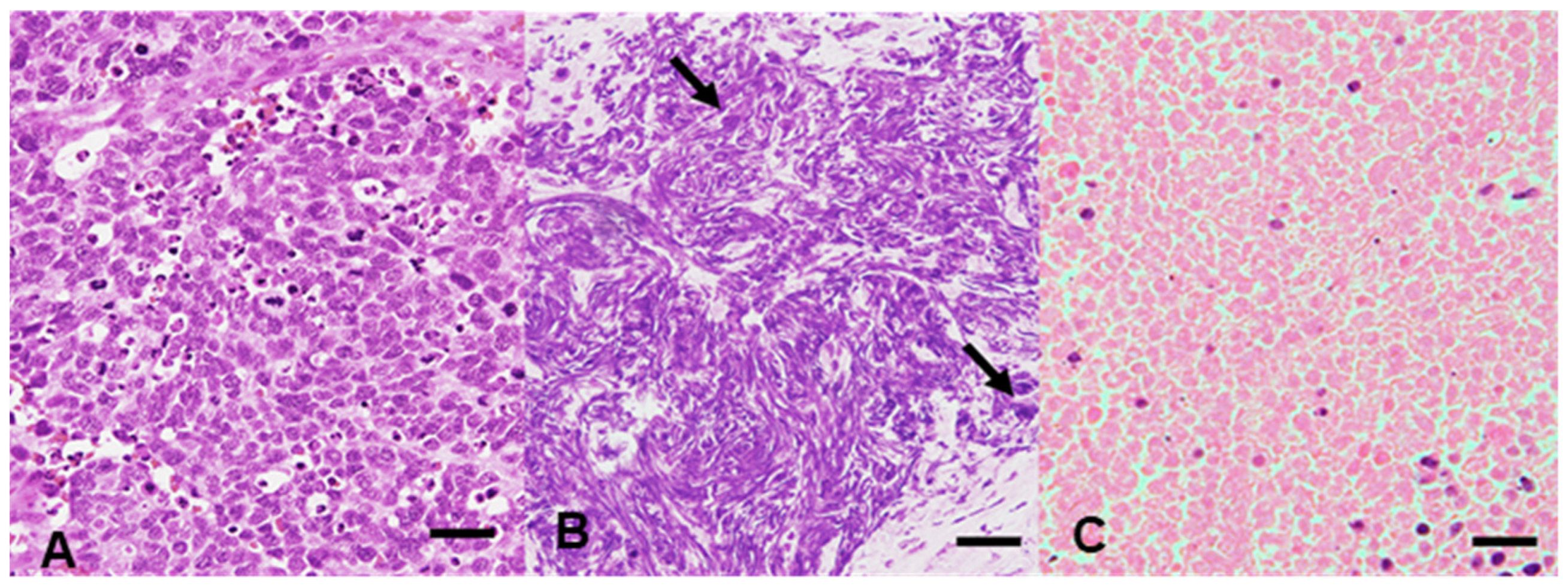 Cancers 15 01910 g001