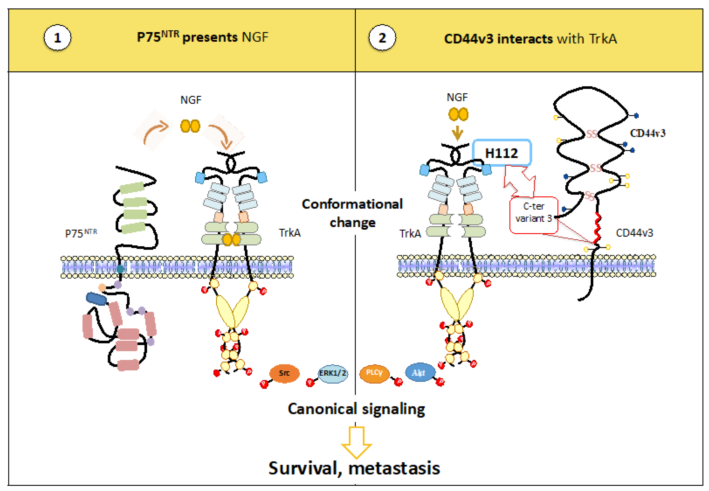 Cancers 15 01943 g002