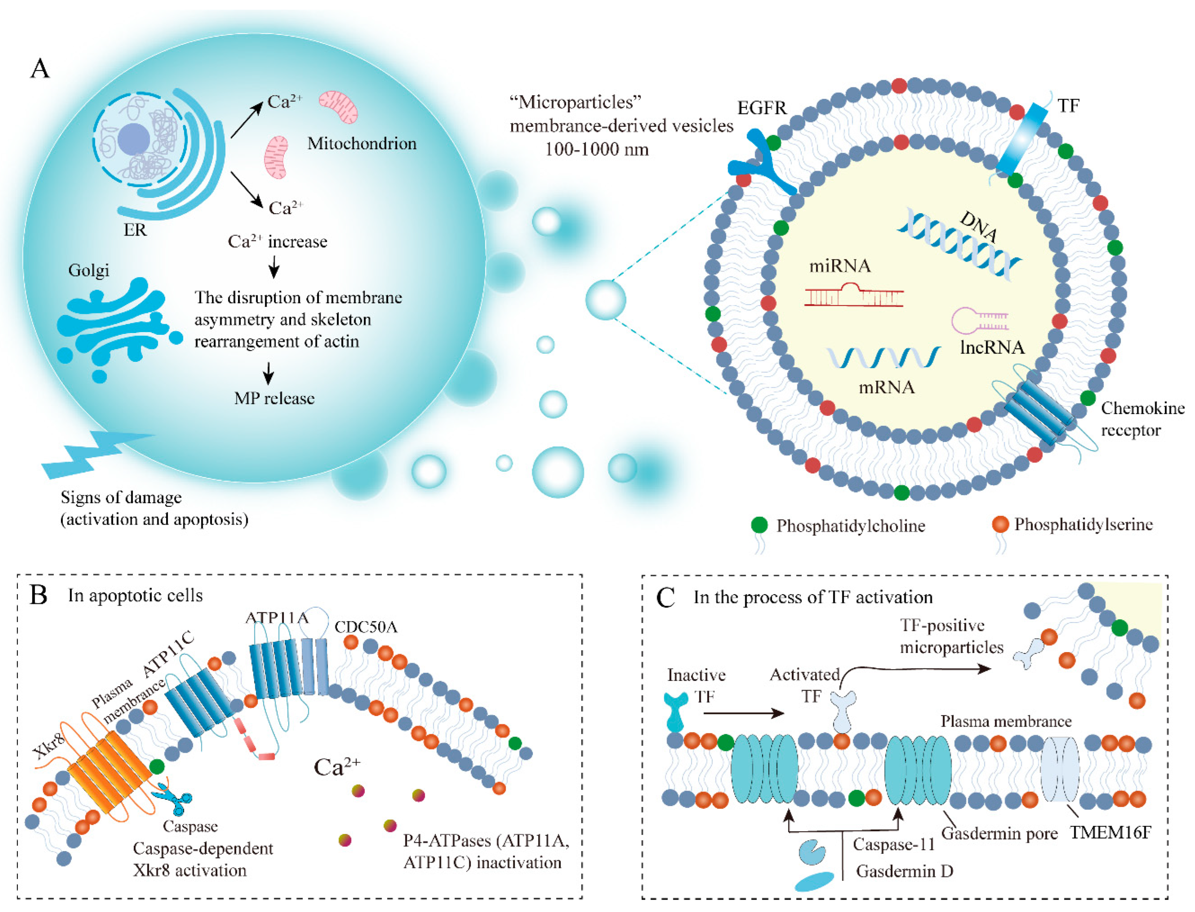 Cancers 15 01957 g001