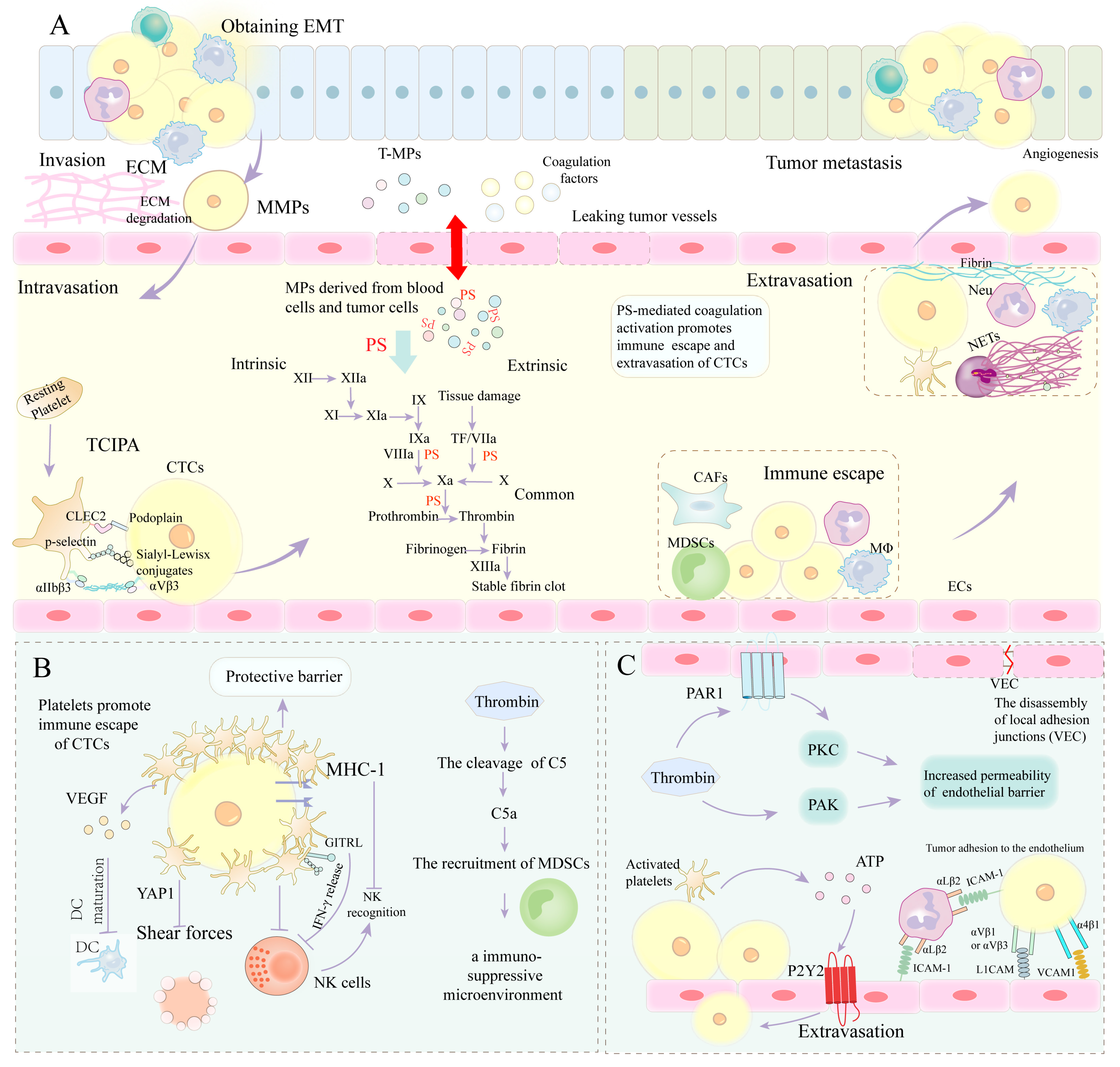 Cancers 15 01957 g002