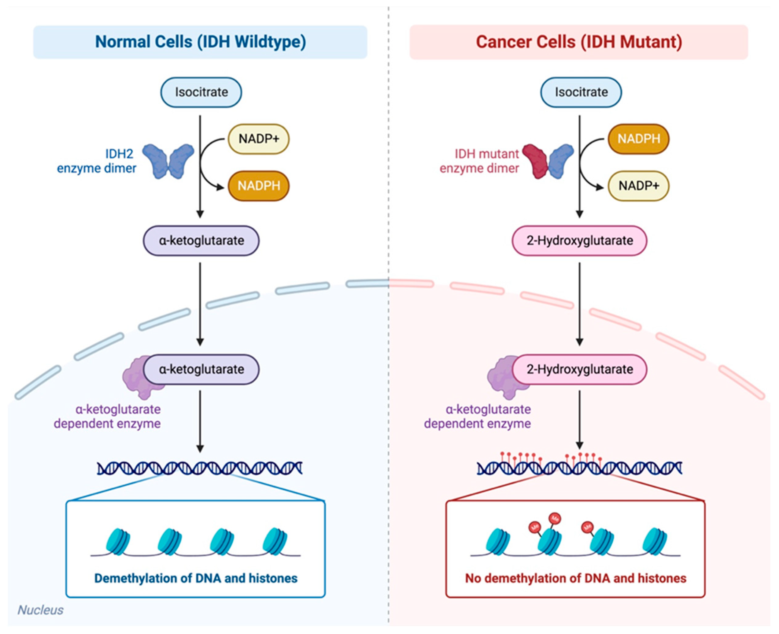 Cancers 15 01970 g002