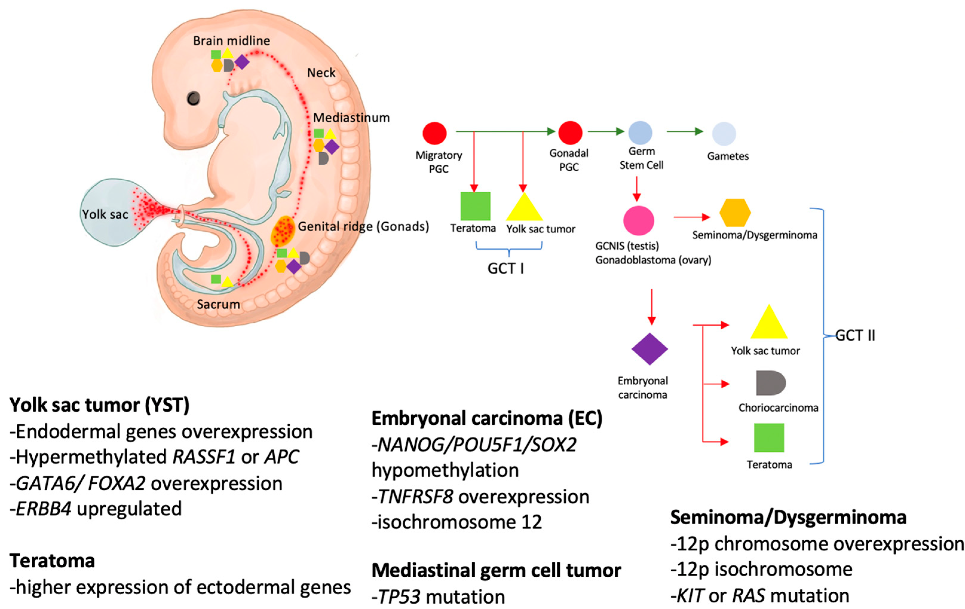 Cancers 15 01998 g001