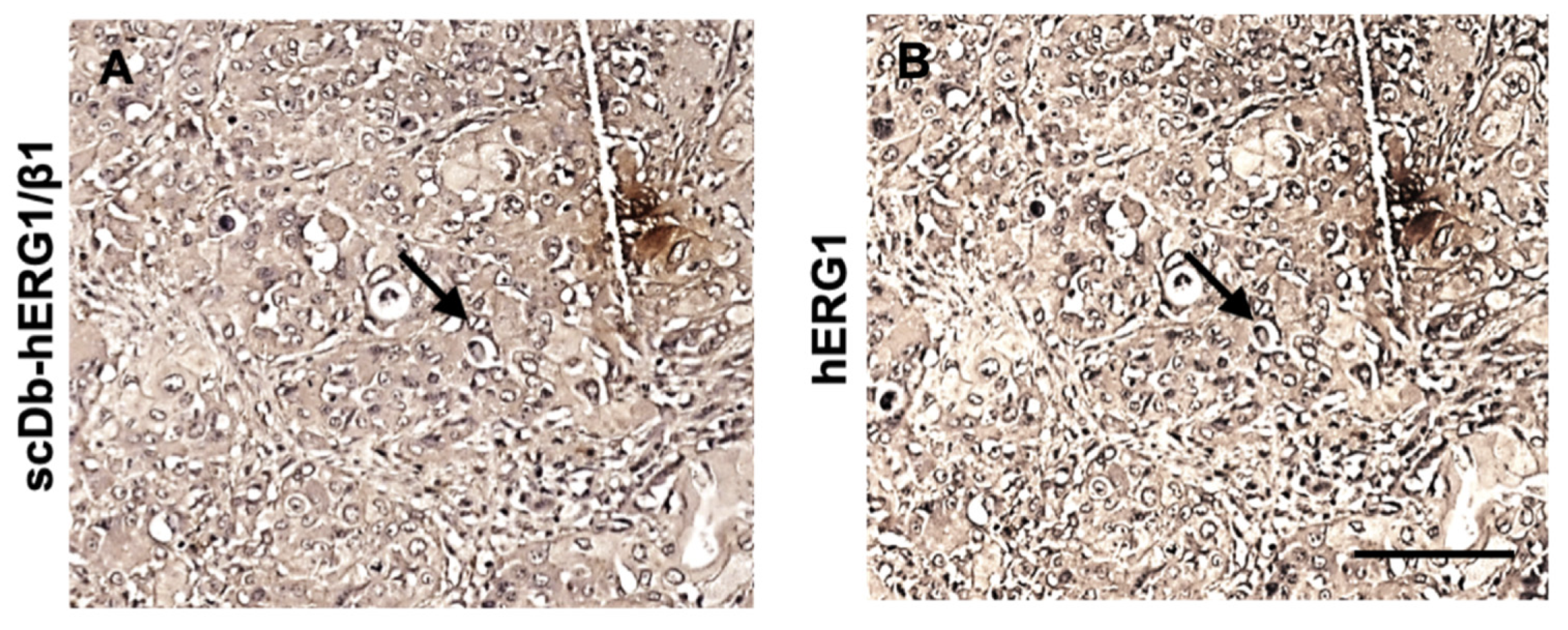 Cancers 15 02013 g002