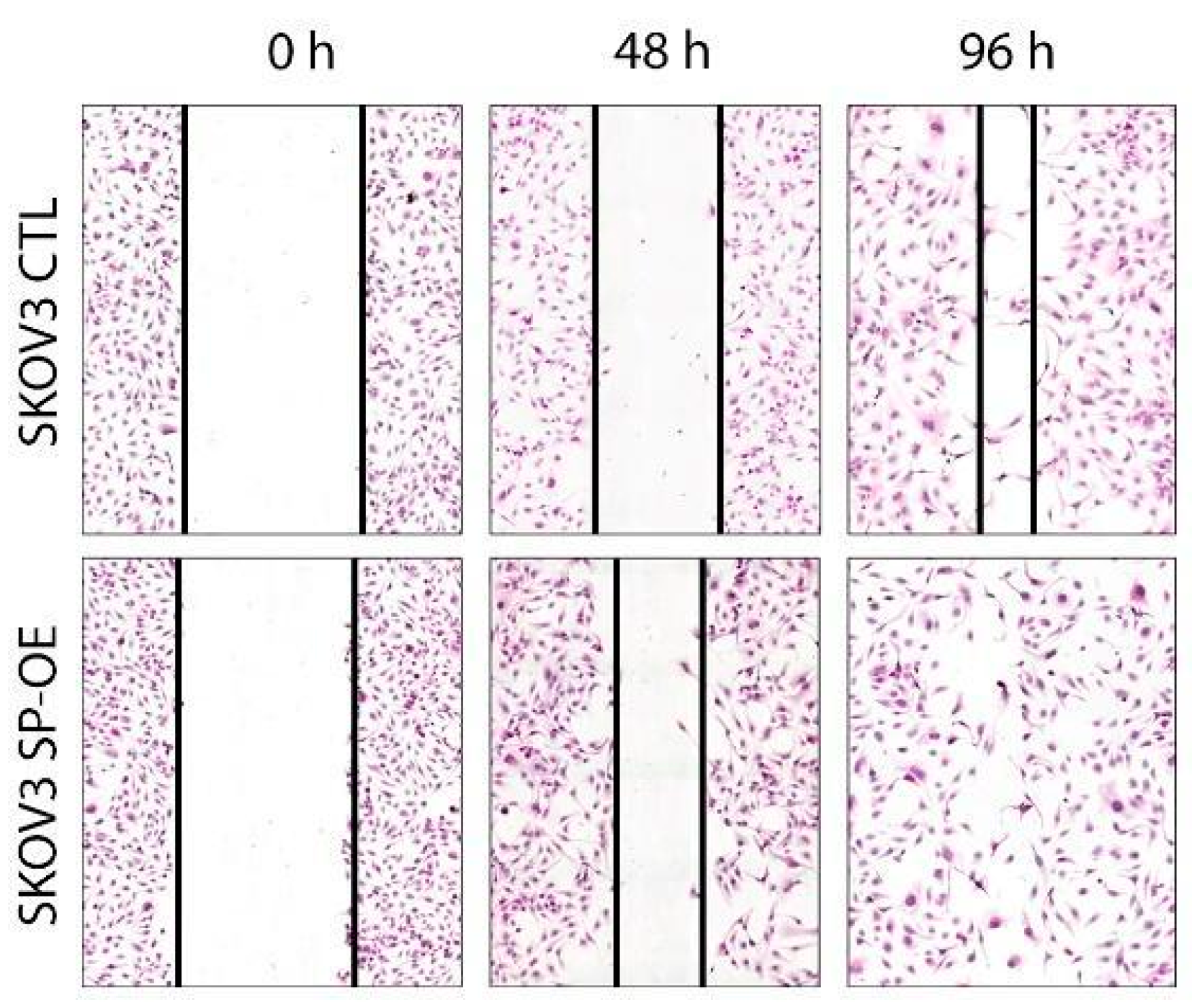 Cancers 15 02037 g006