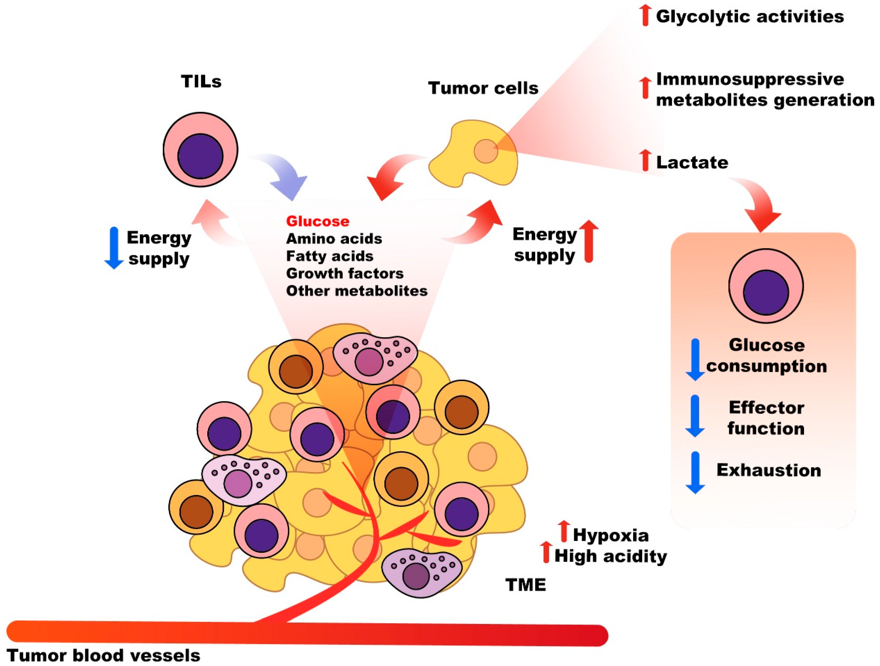 Cancers 15 02043 g002