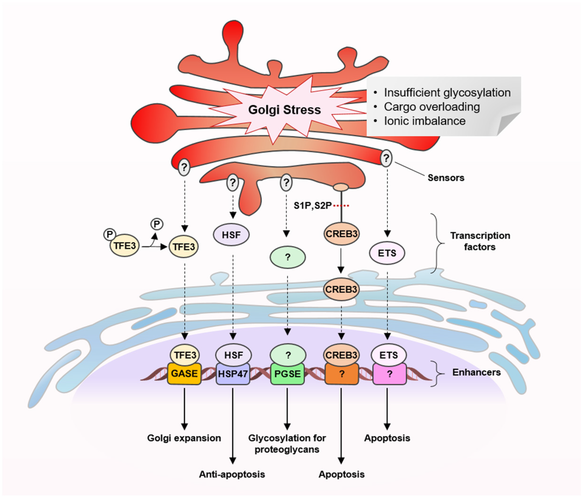 Cancers 15 02086 g002