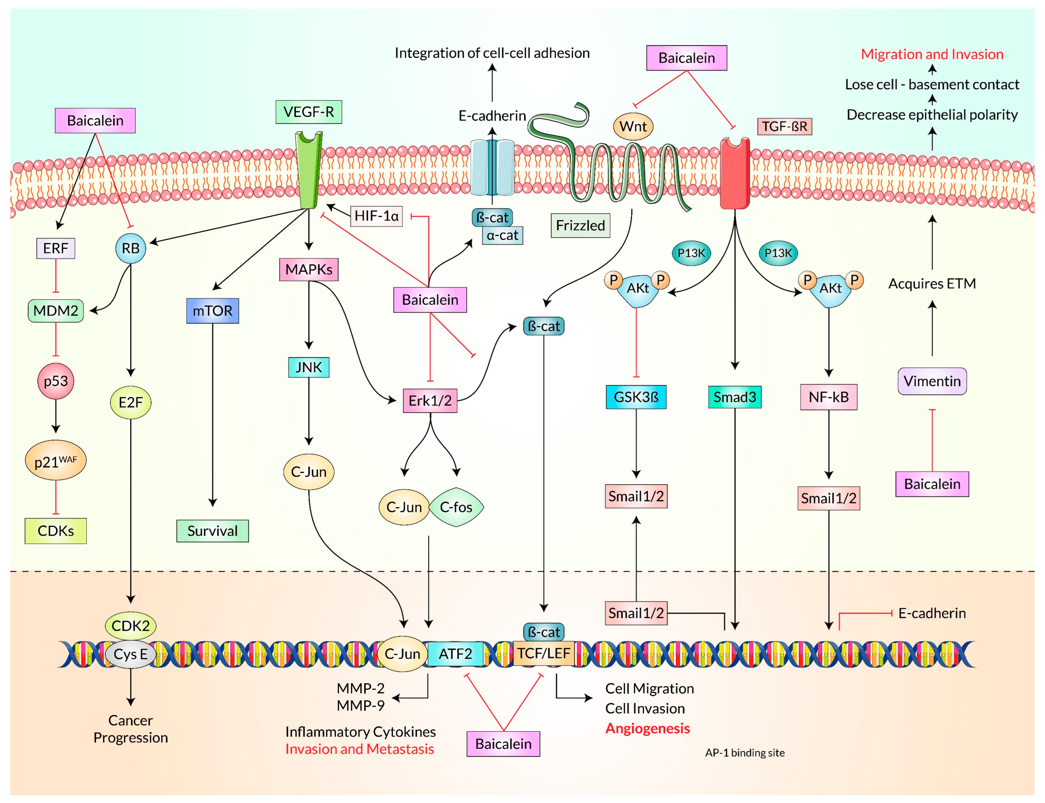Cancers 15 02128 g005 Cancers 15 02128 g005