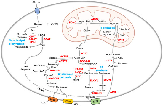 Cancers 15 02144 g002