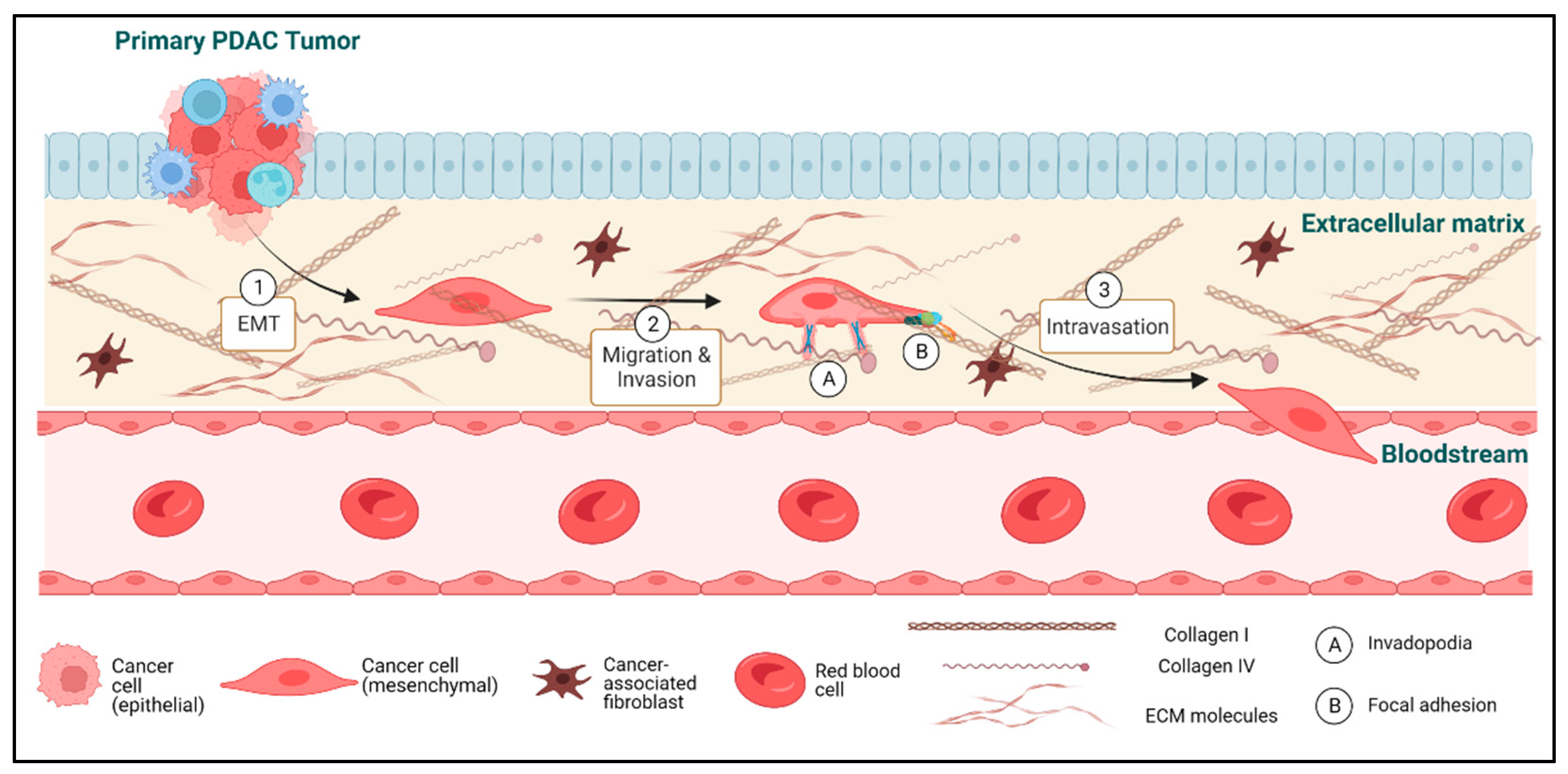 Cancers 15 02169 g001