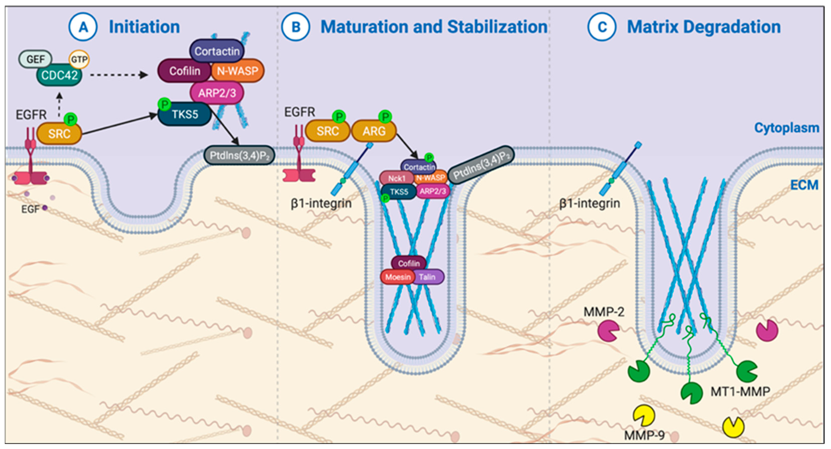 Cancers 15 02169 g002