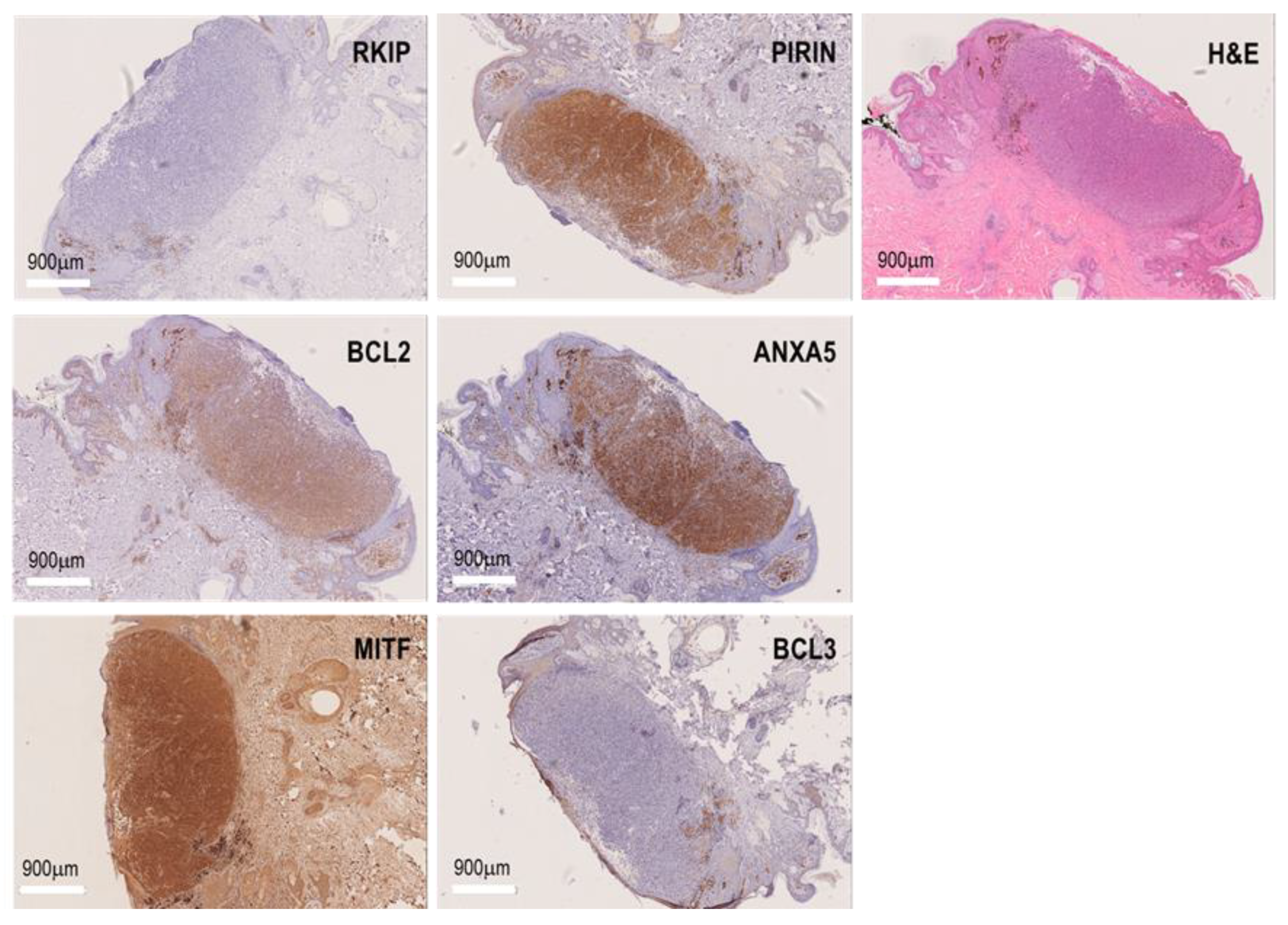 Cancers 15 02174 g001