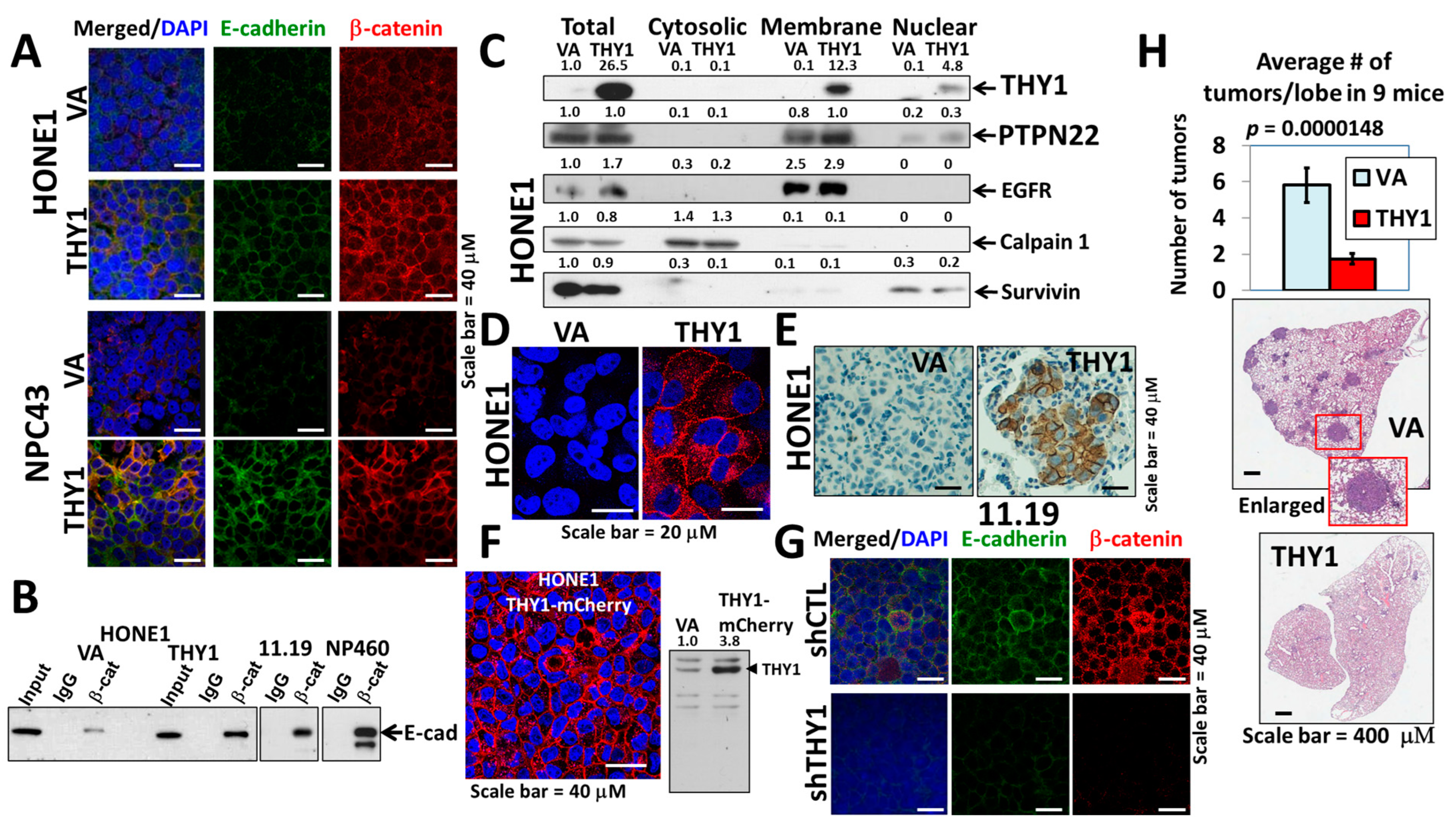 Cancers 15 02189 g001