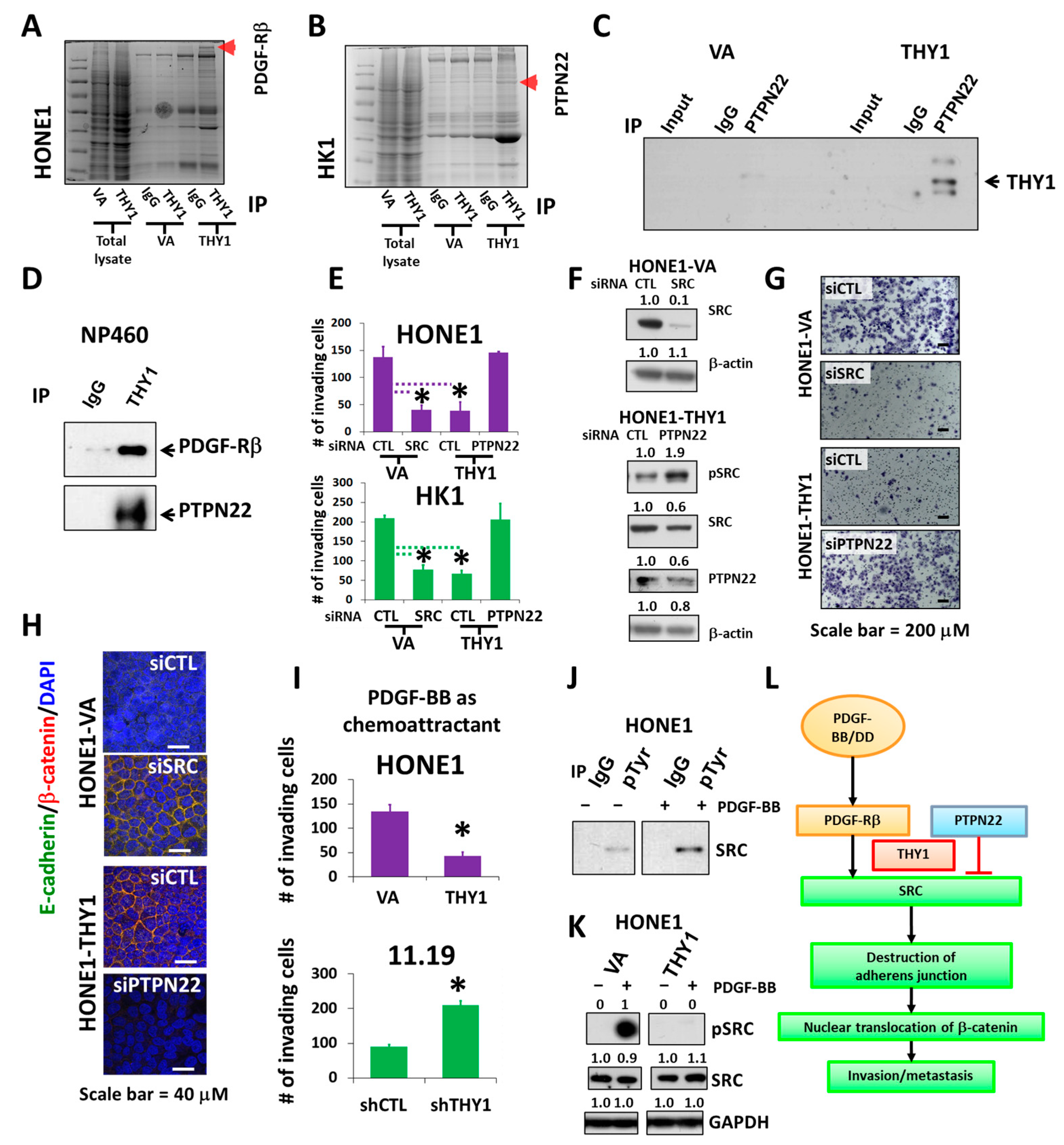 Cancers 15 02189 g004
