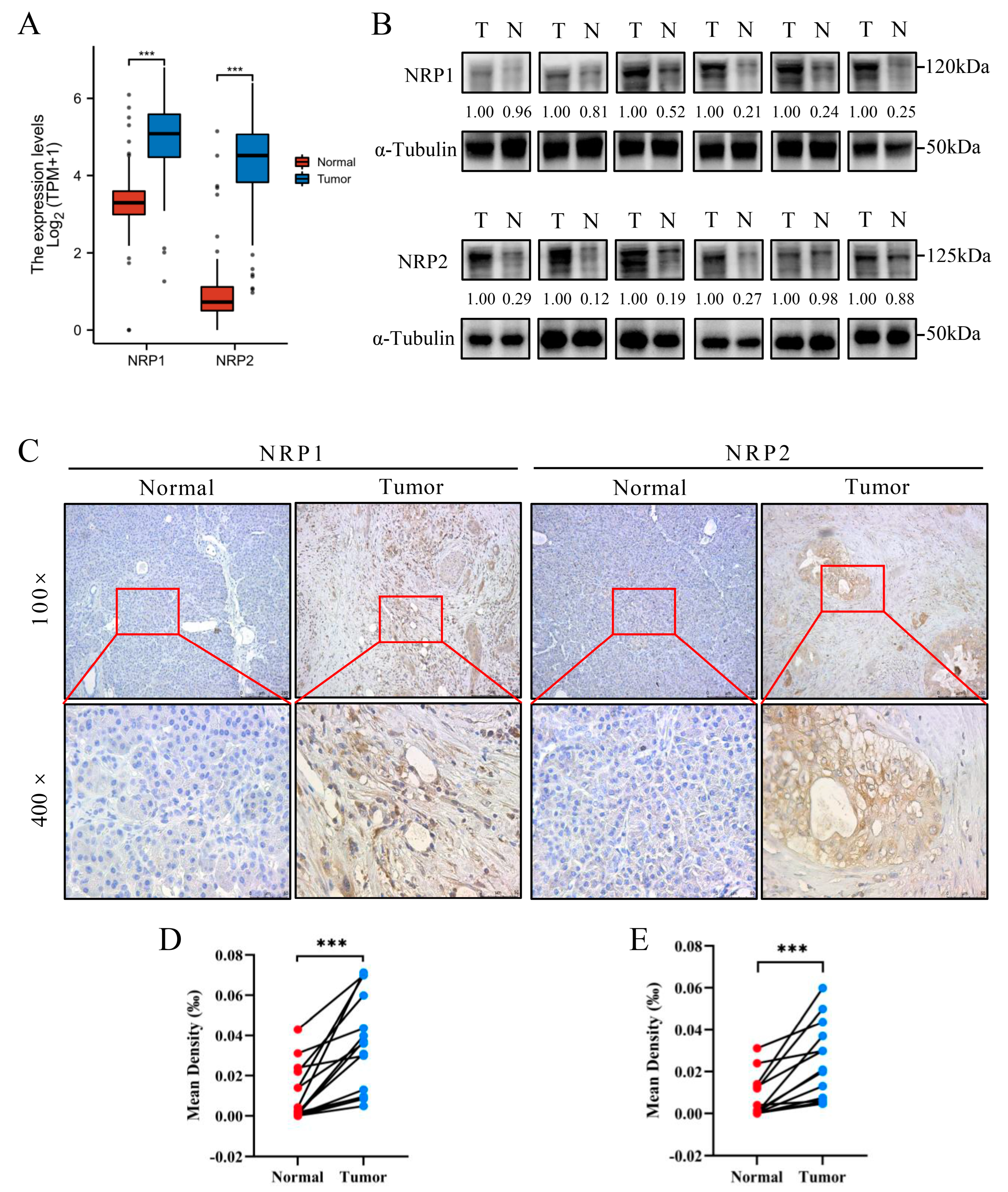 Cancers 15 02225 g001