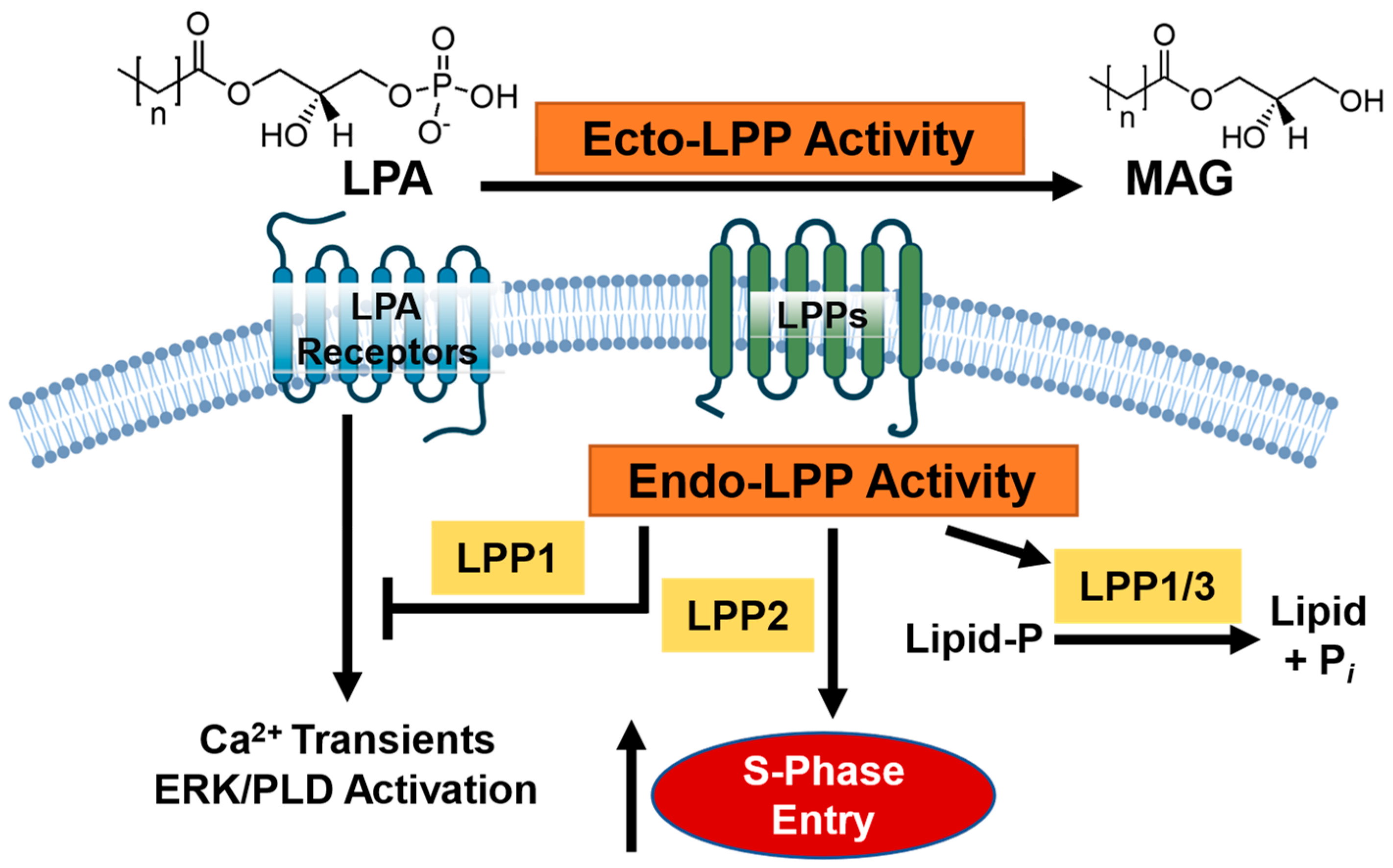Cancers 15 02299 g001