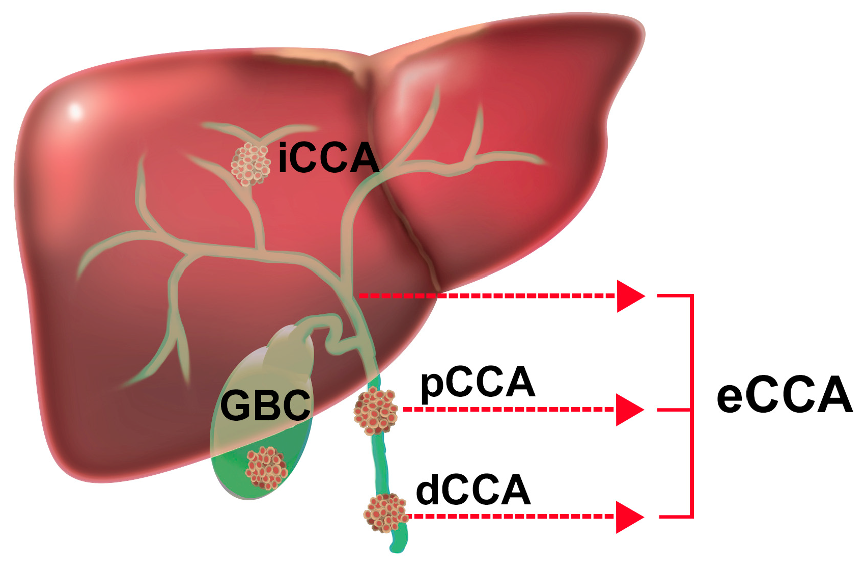 Cancers 15 02376 g001