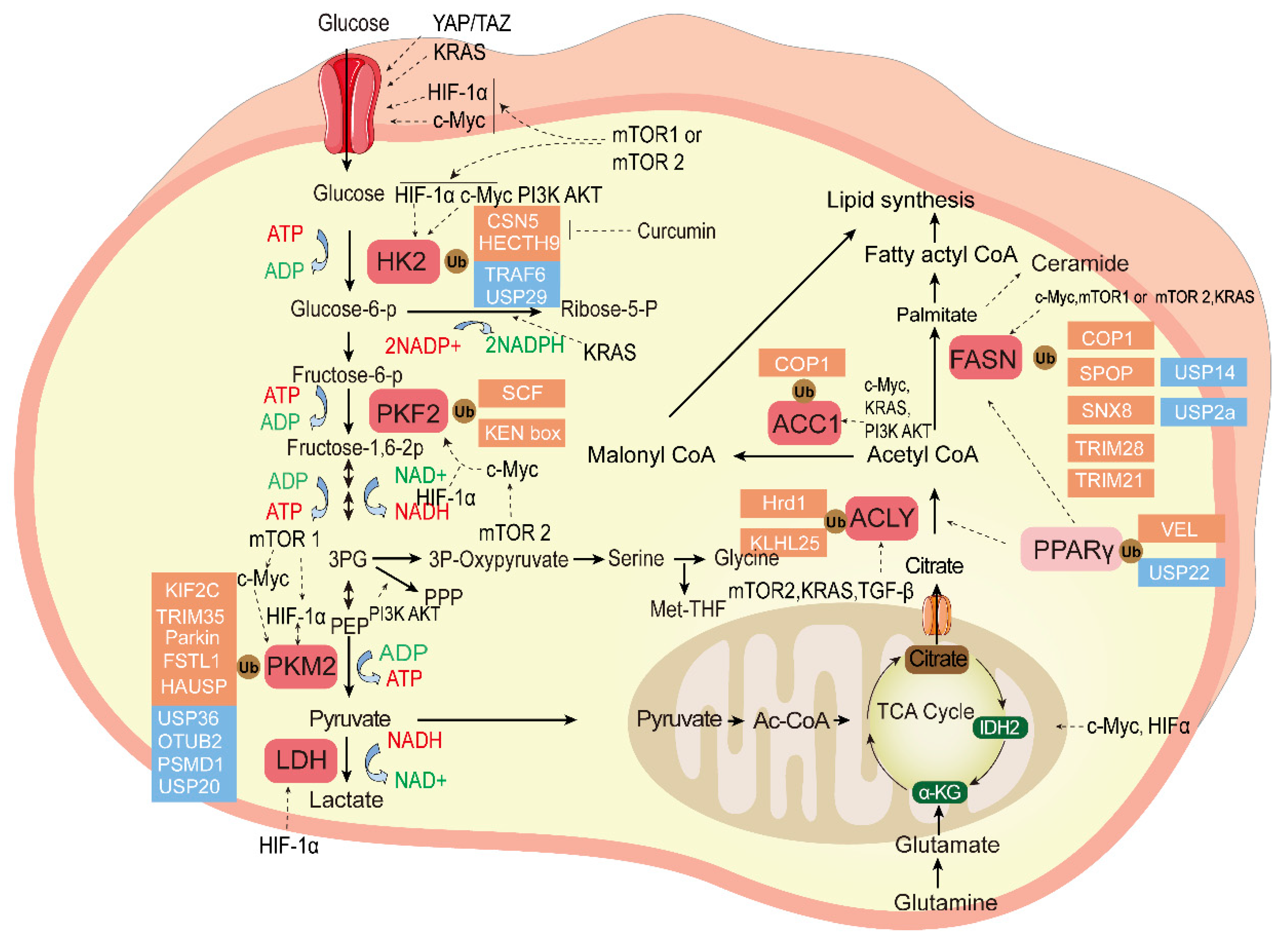 Cancers 15 02385 g002 Cancers 15 02385 g002