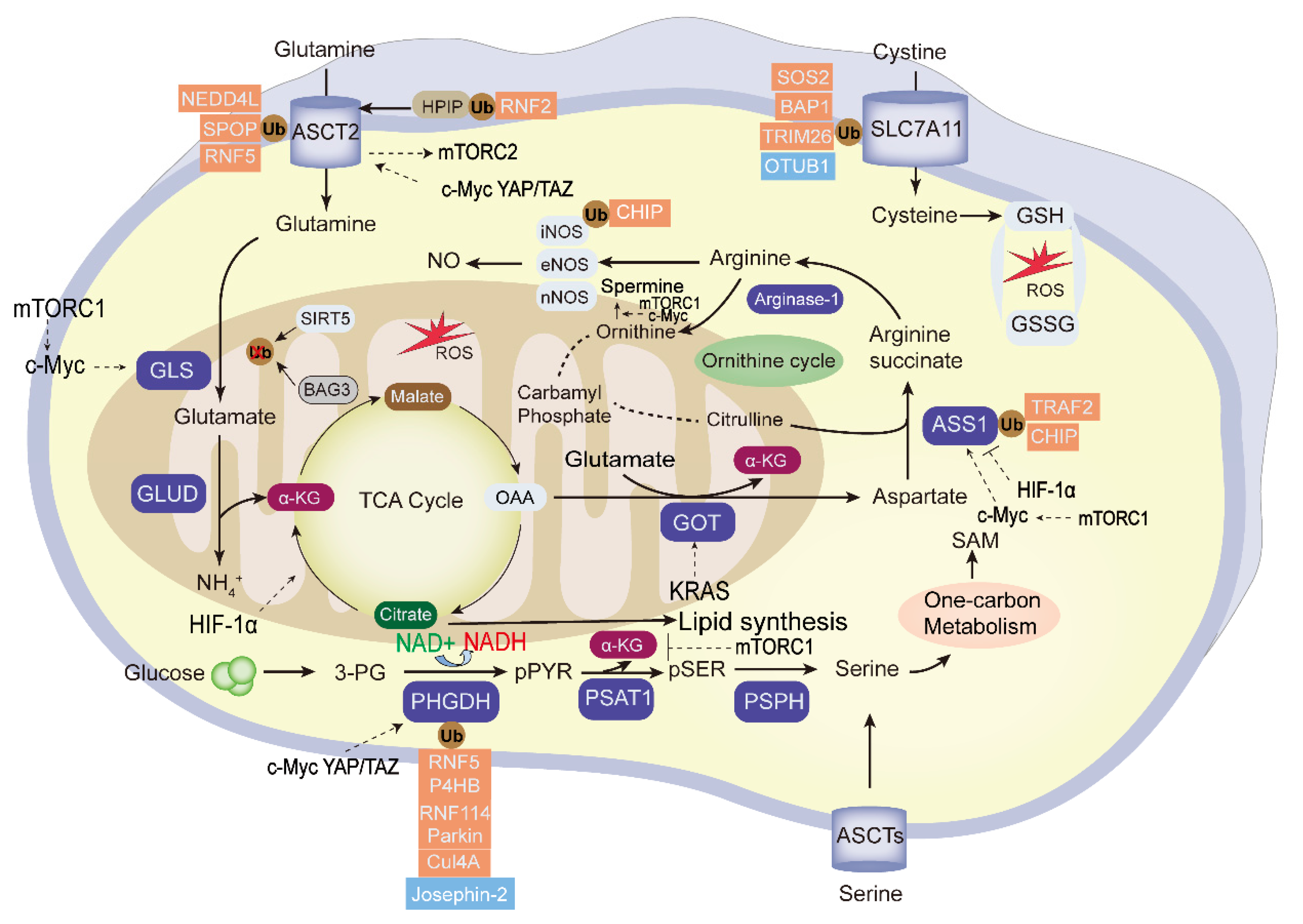Cancers 15 02385 g003 Cancers 15 02385 g003