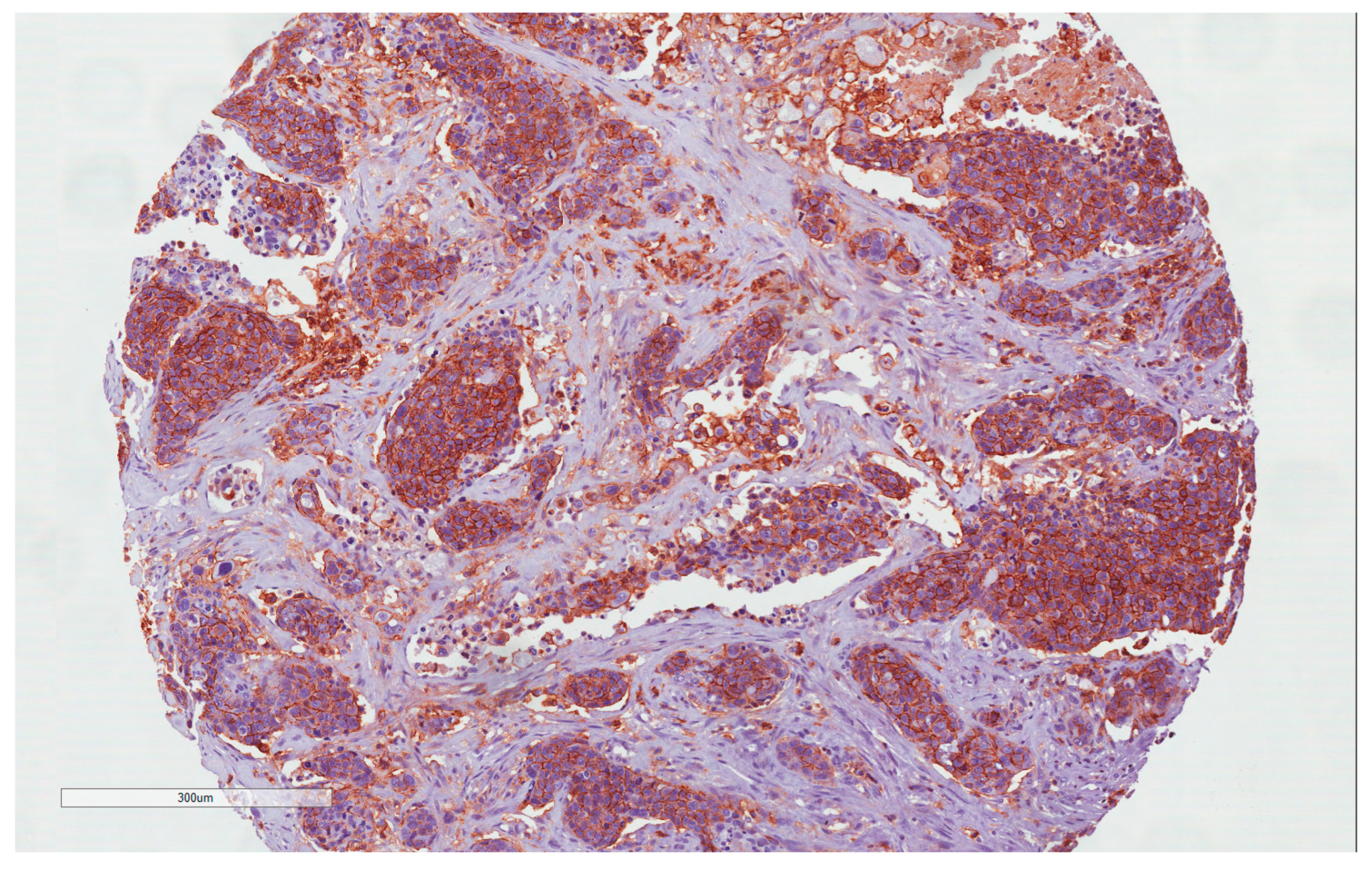 Cancers 15 02461 g001