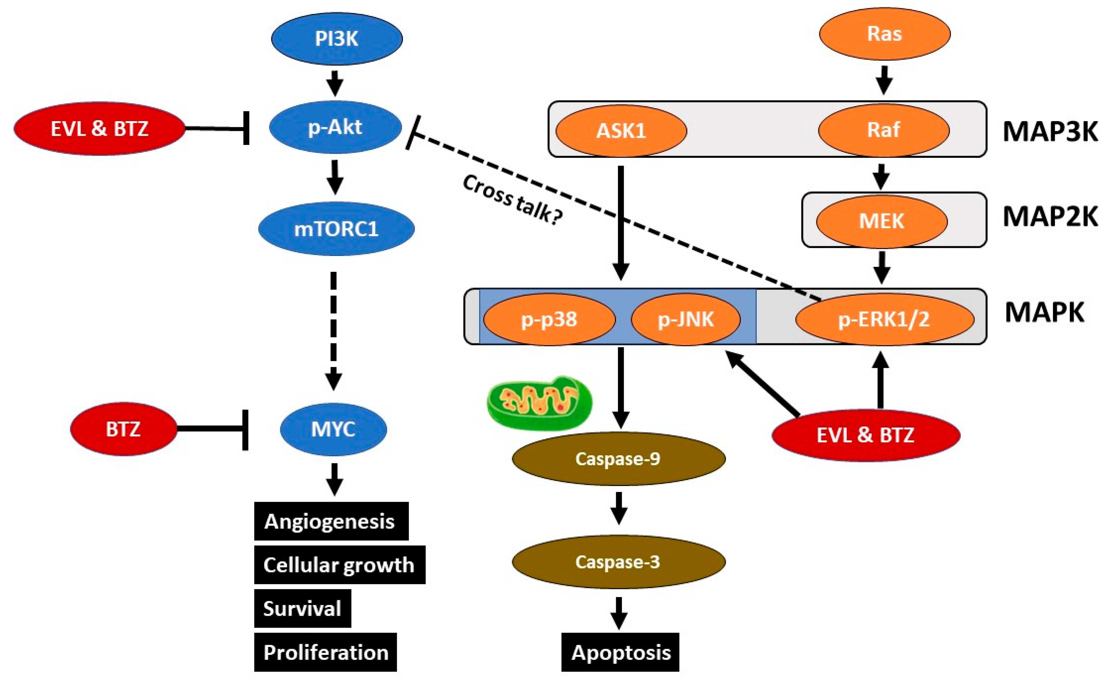 Cancers 15 02468 g007