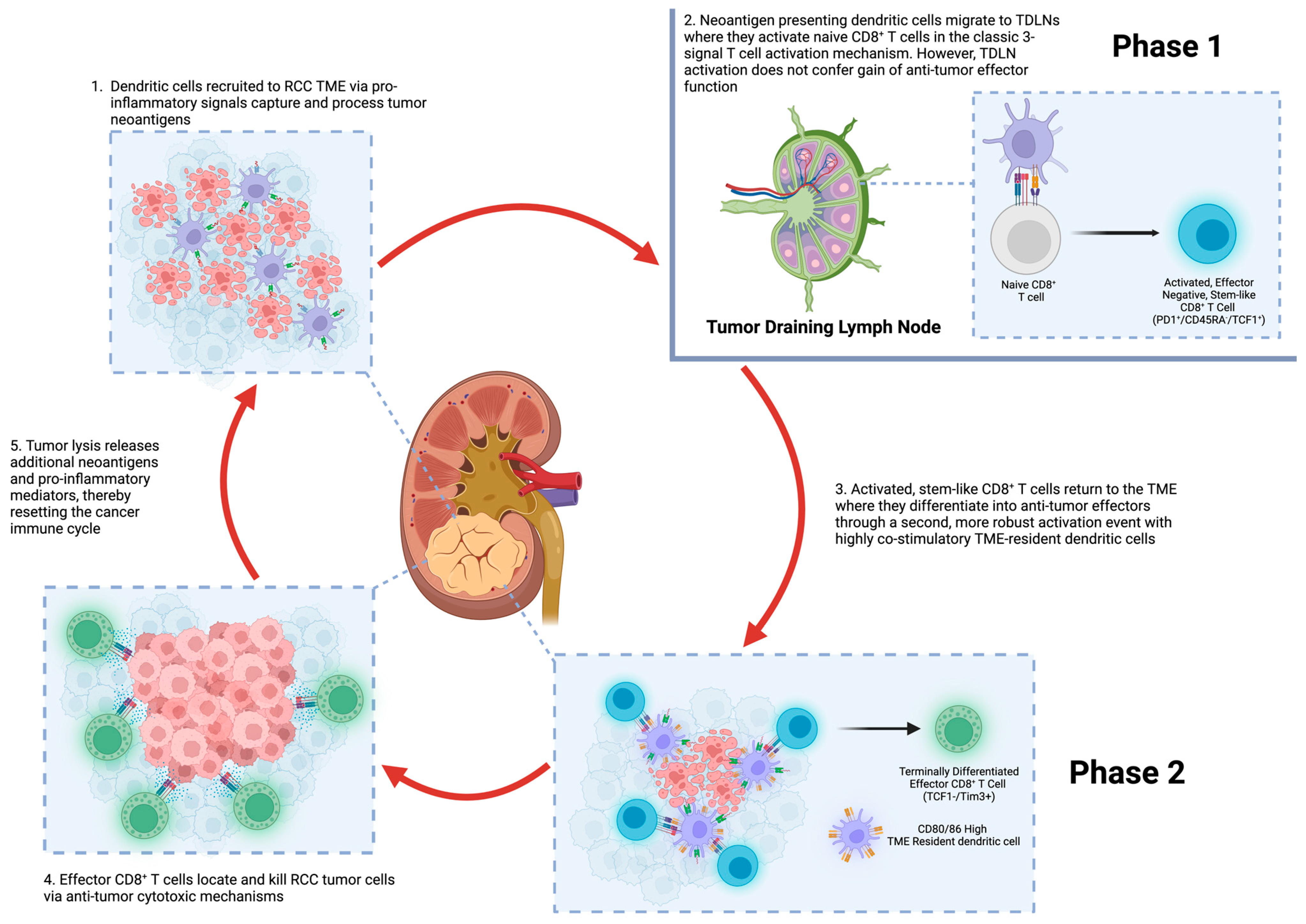 Cancers 15 02500 g001