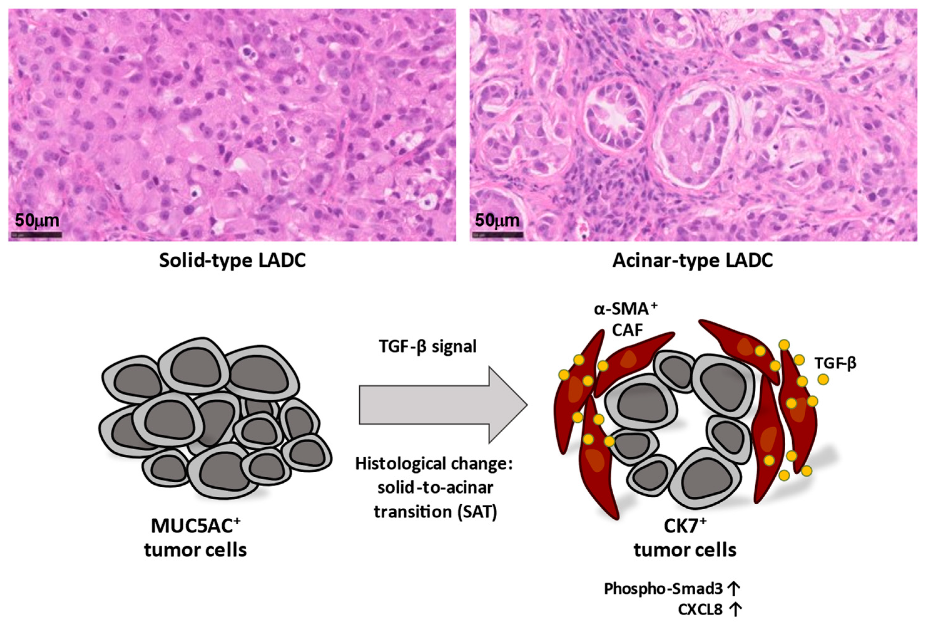 Cancers 15 02536 g002 Cancers 15 02536 g002