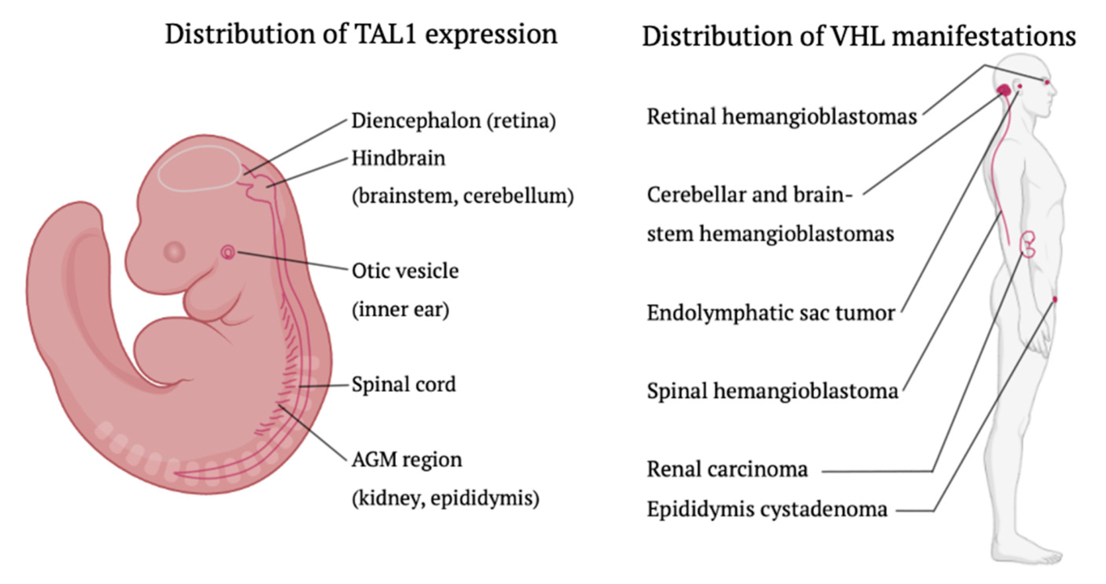 Cancers 15 02551 g003