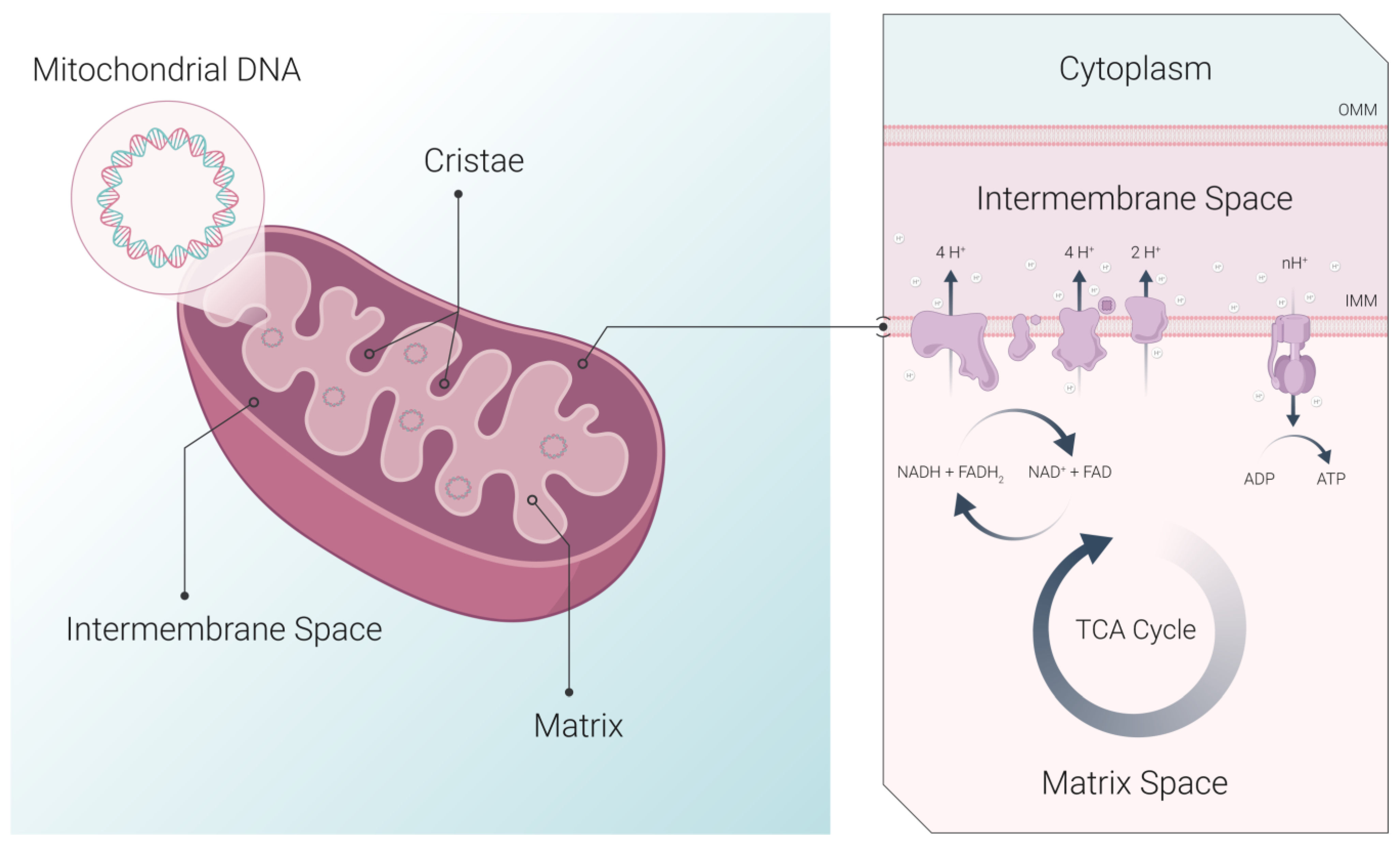Cancers 15 02564 g001