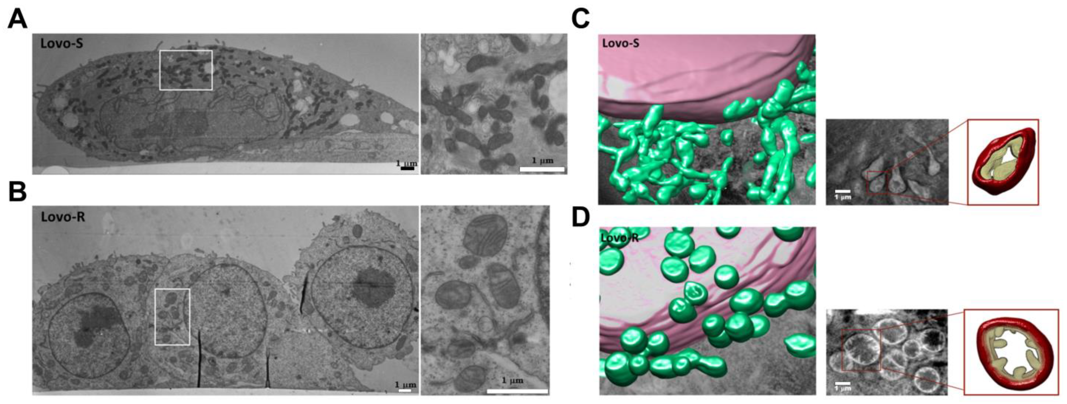 Cancers 15 02564 g003