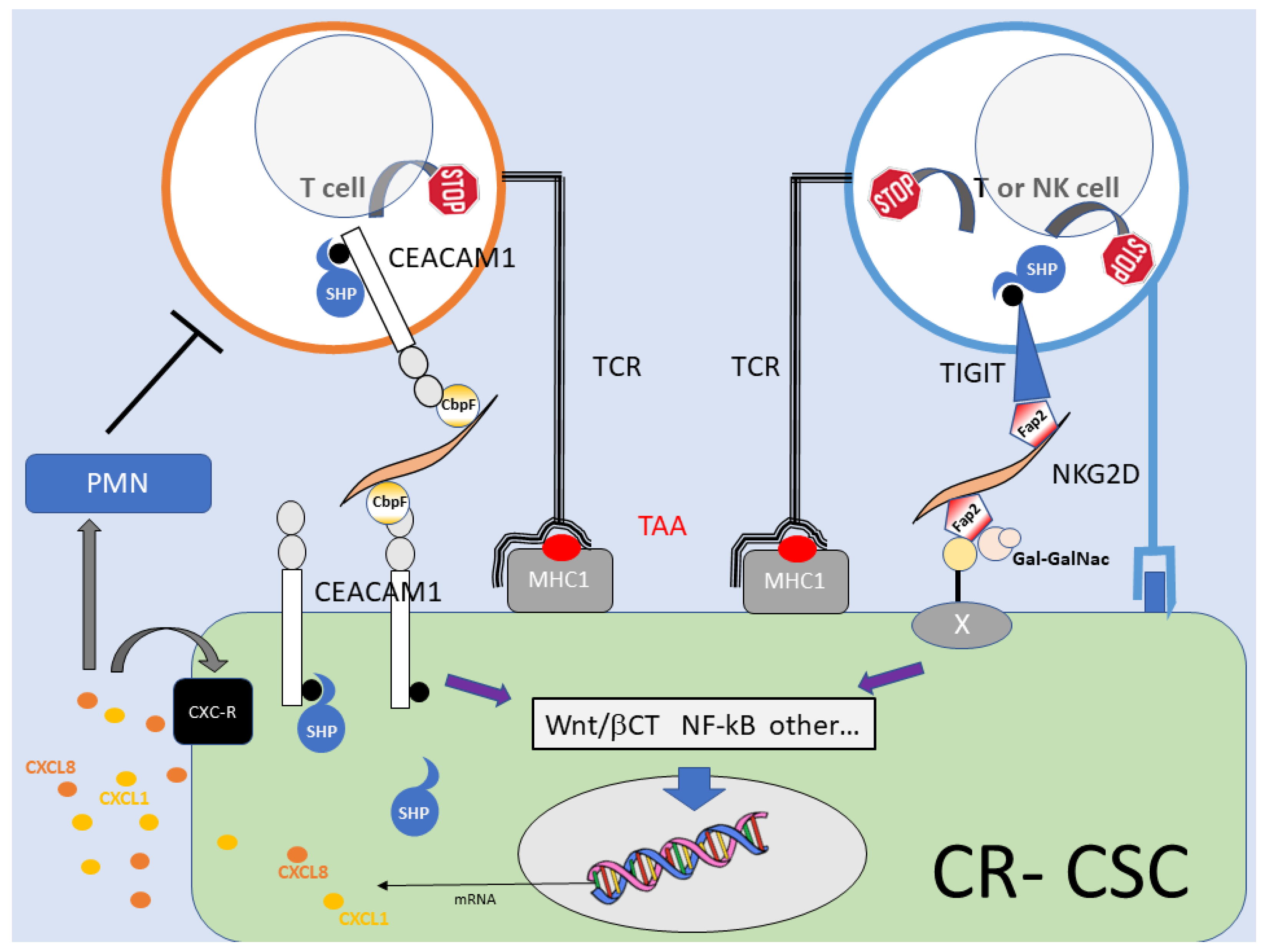 Cancers 15 02583 g002
