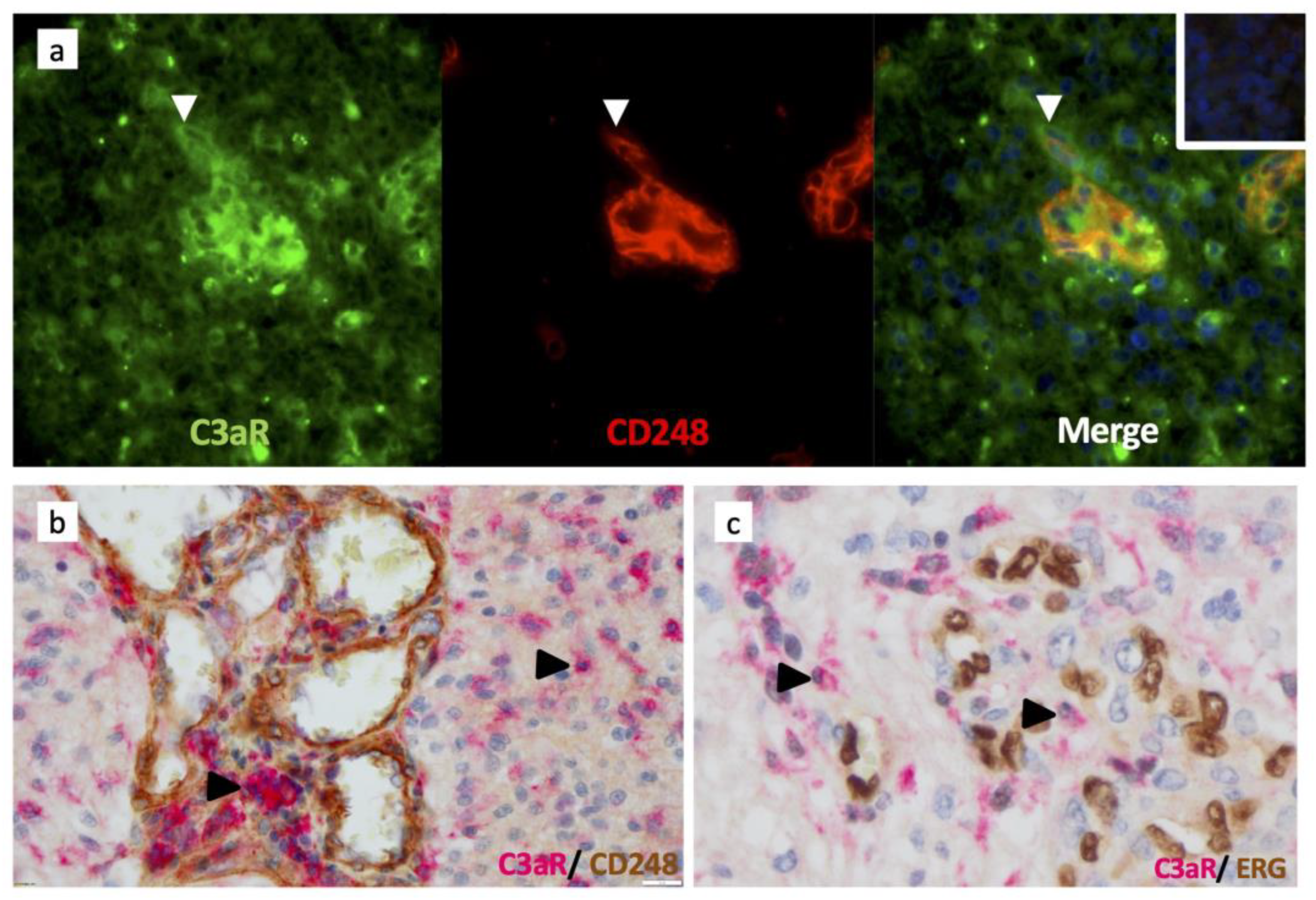 Cancers 15 02647 g005