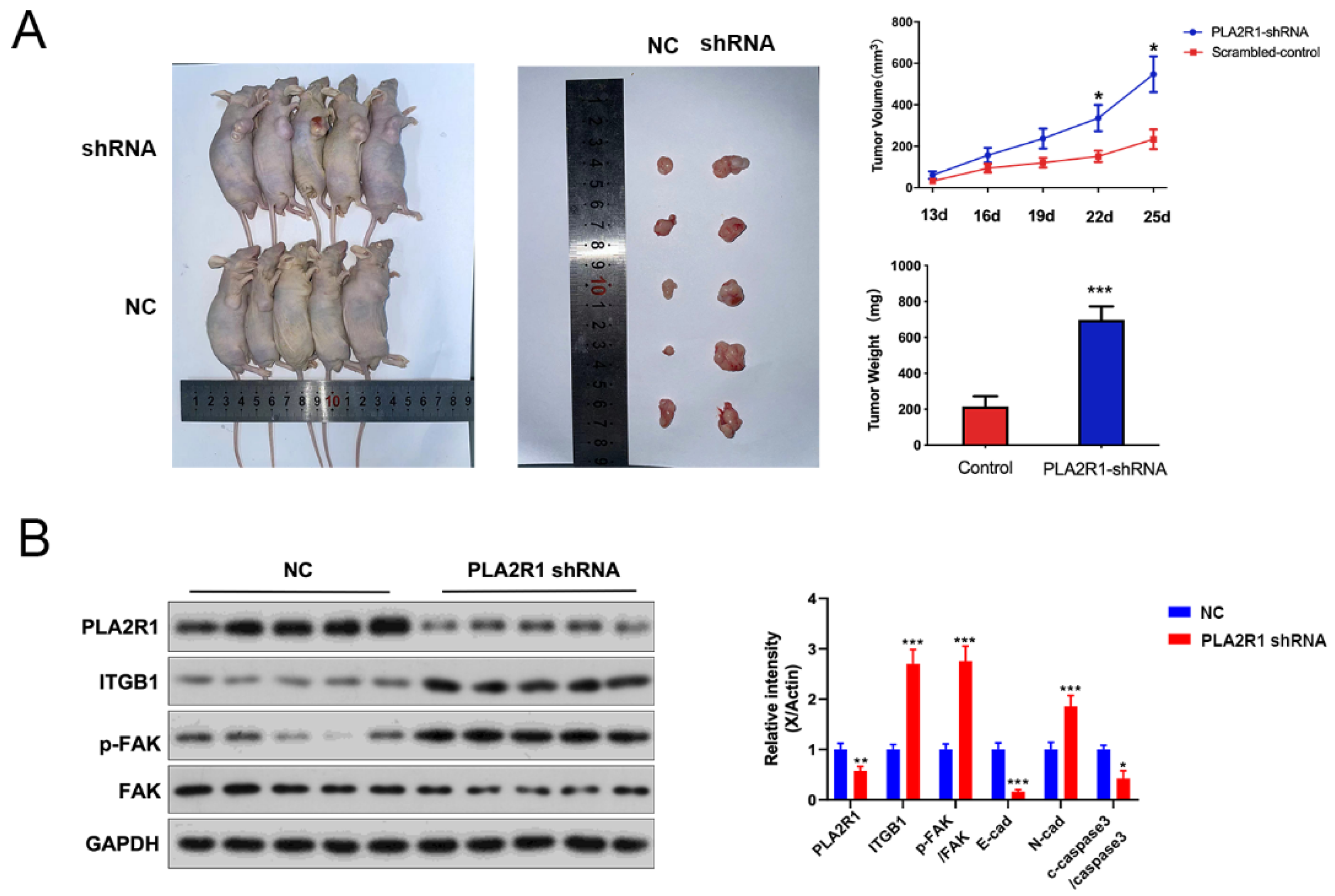 Cancers 15 02720 g007 Cancers 15 02720 g007