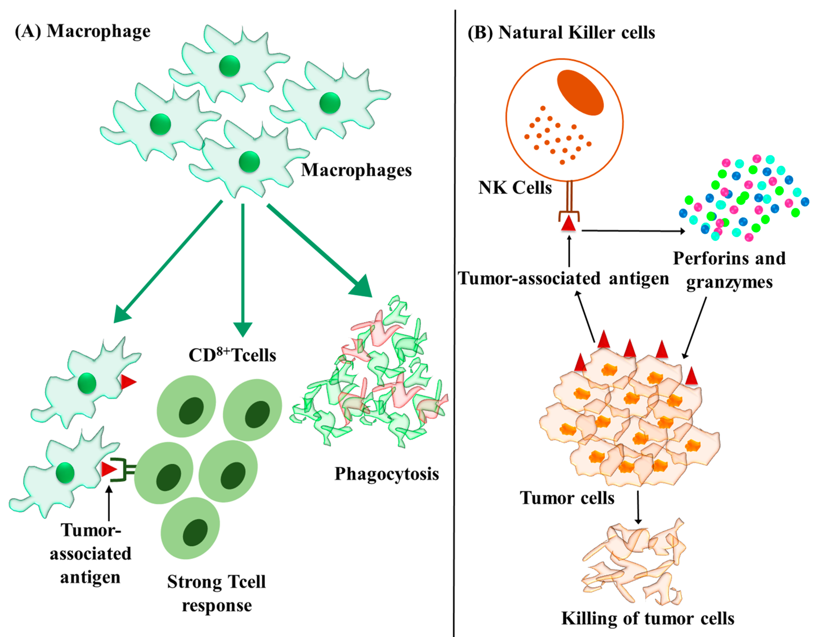 Cancers 15 02729 g004
