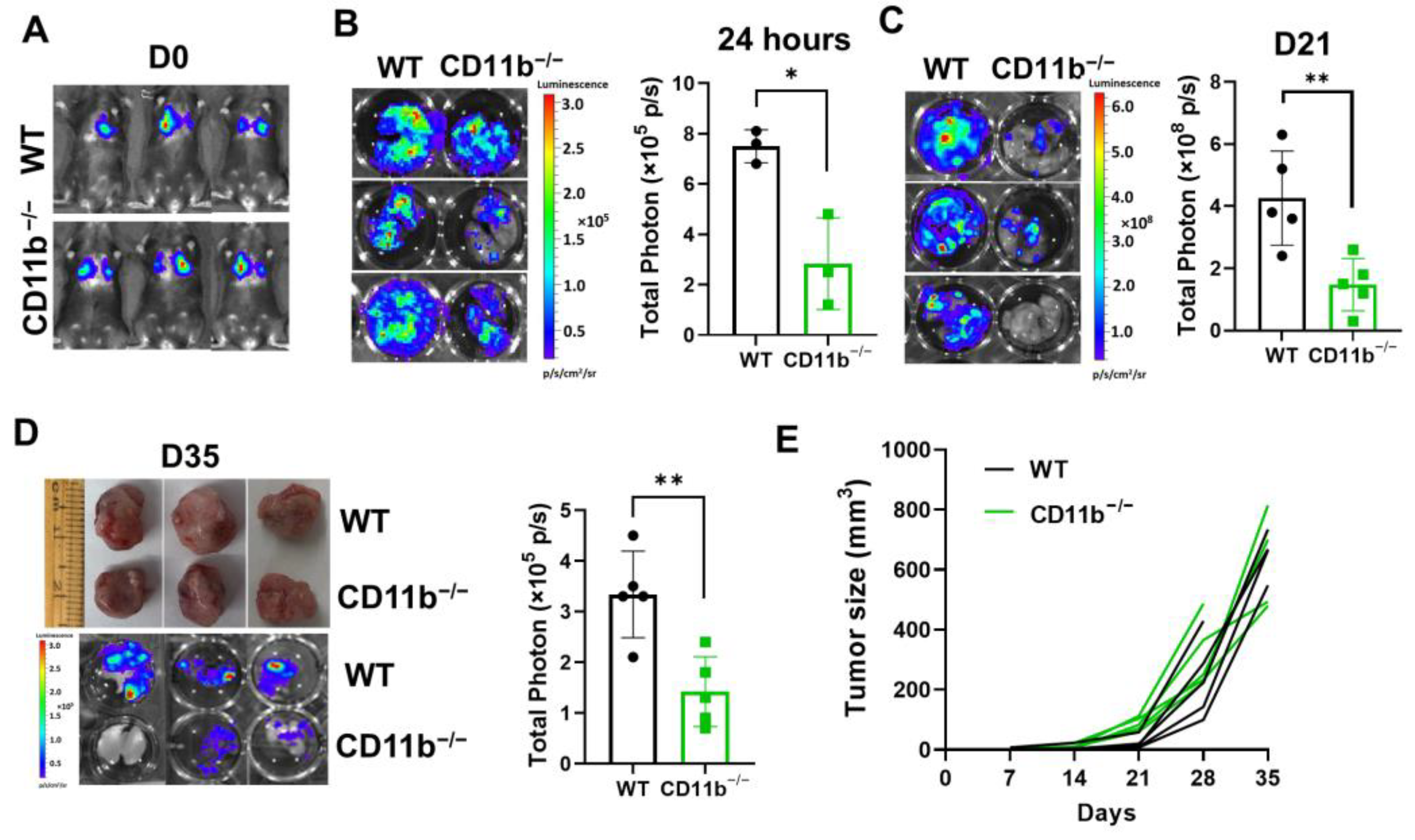 Cancers 15 02734 g002