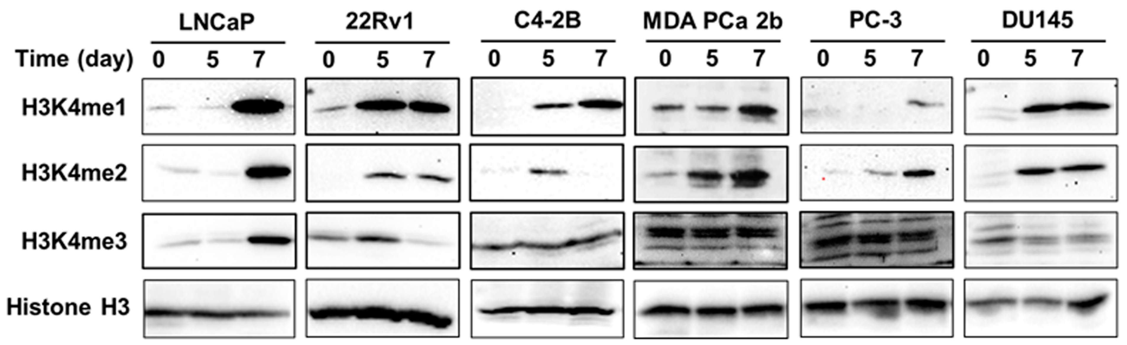 Cancers 15 02763 g008 Cancers 15 02763 g008