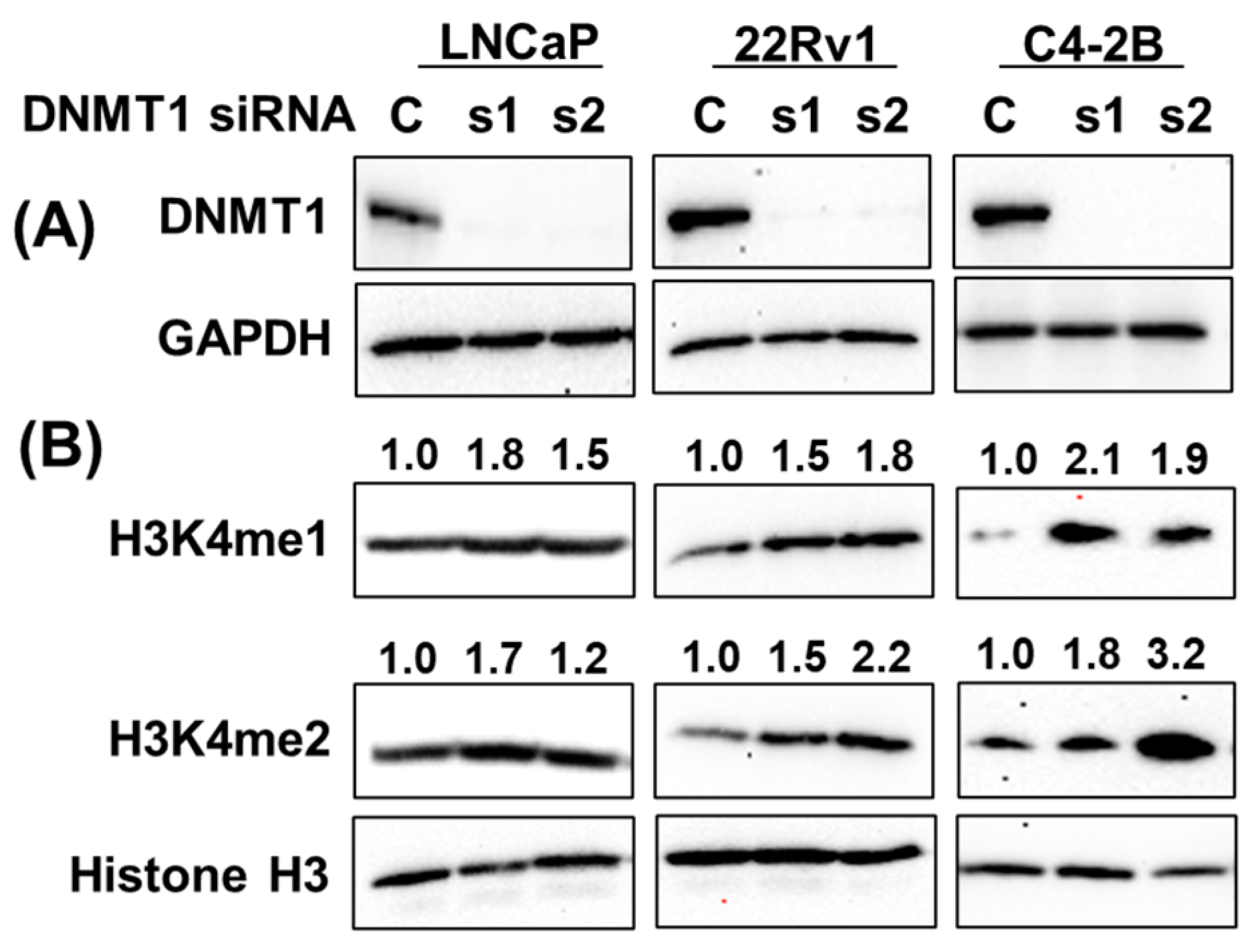 Cancers 15 02763 g009 Cancers 15 02763 g009