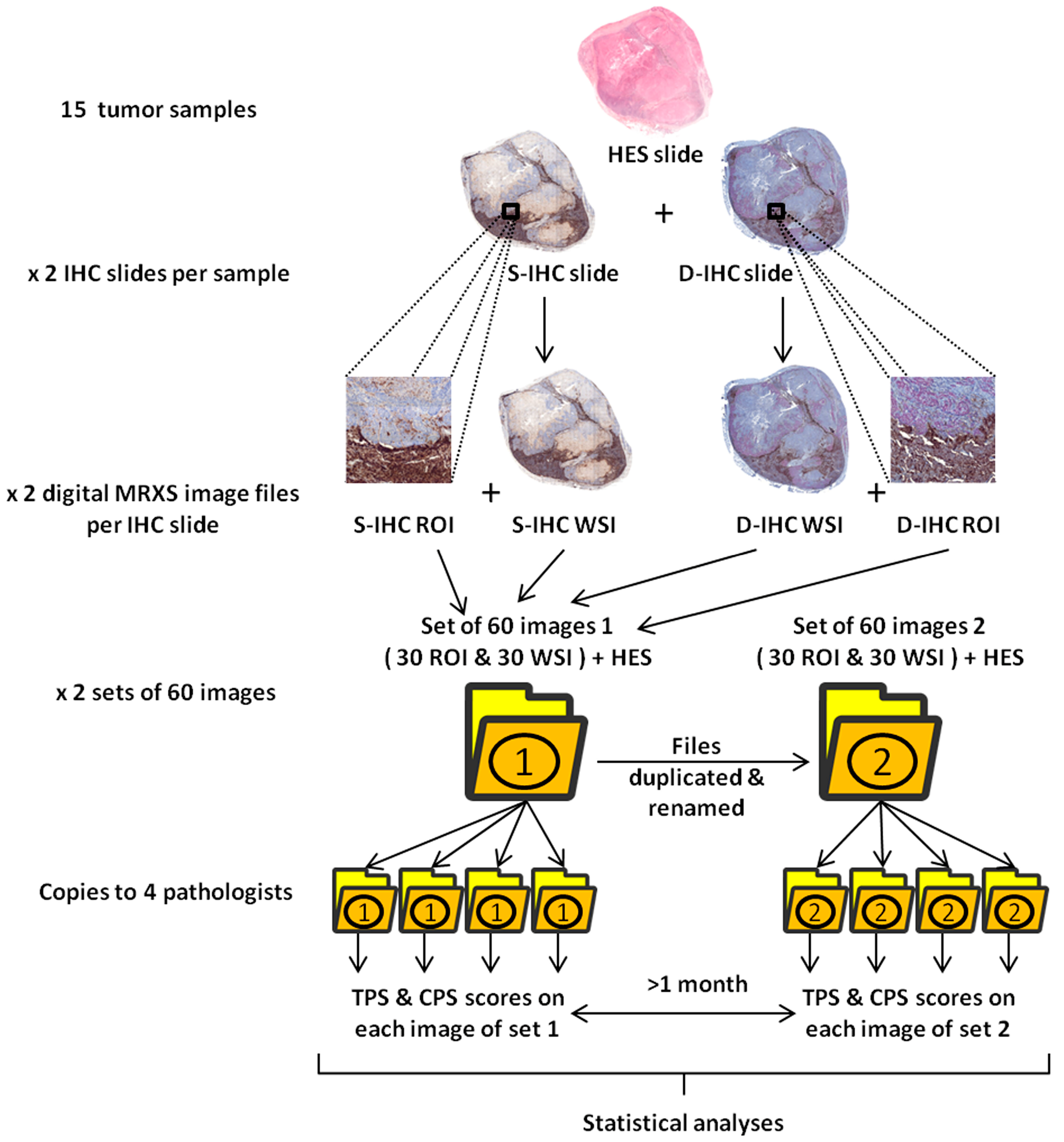 Cancers 15 02768 g001