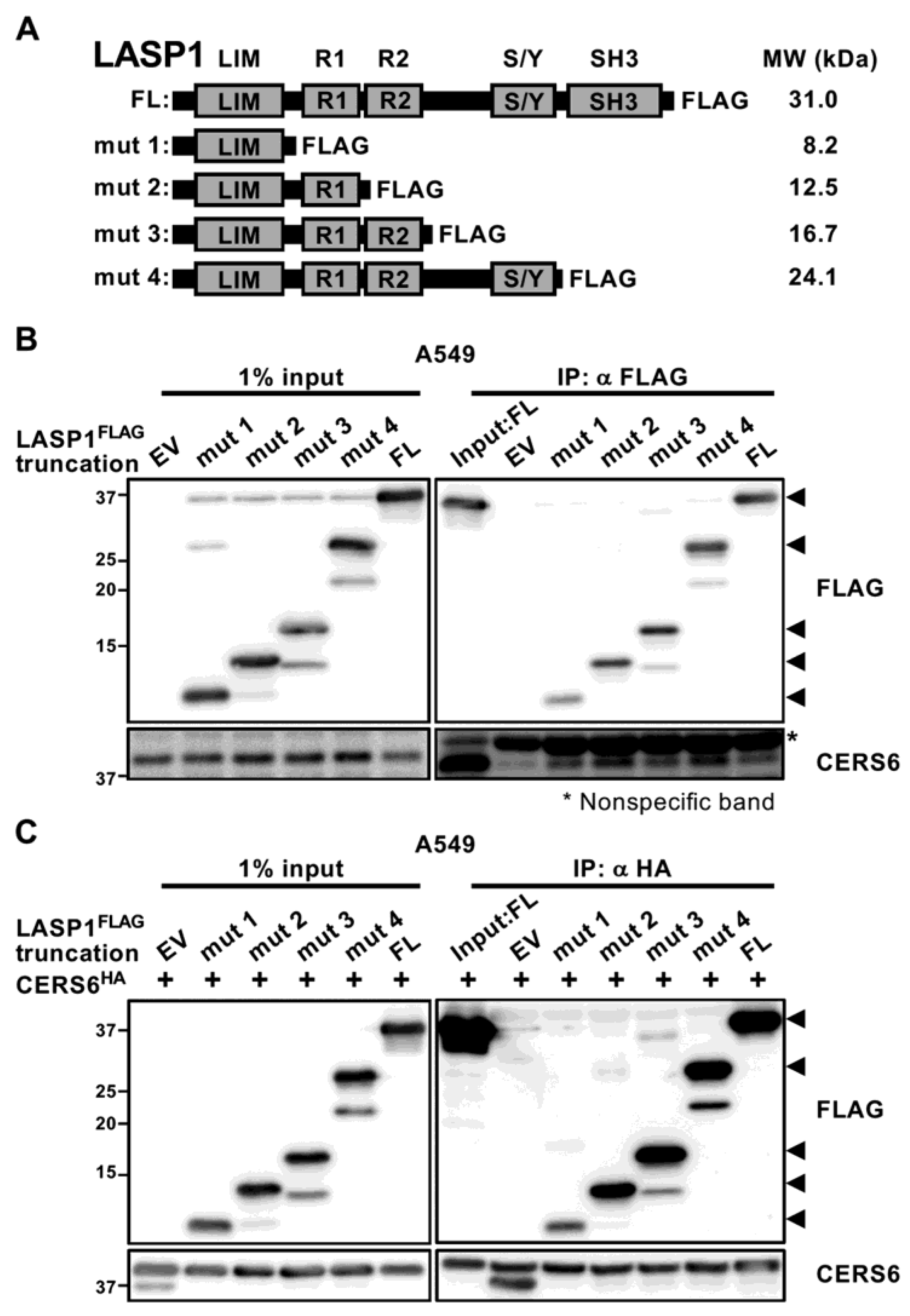 Cancers 15 02781 g002