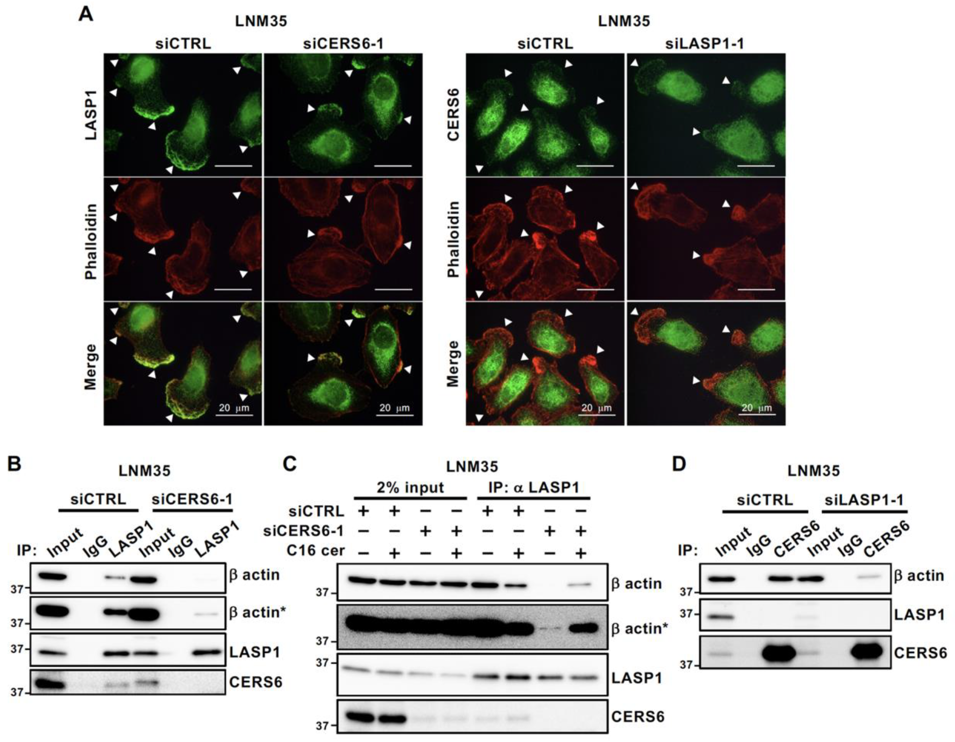 Cancers 15 02781 g005