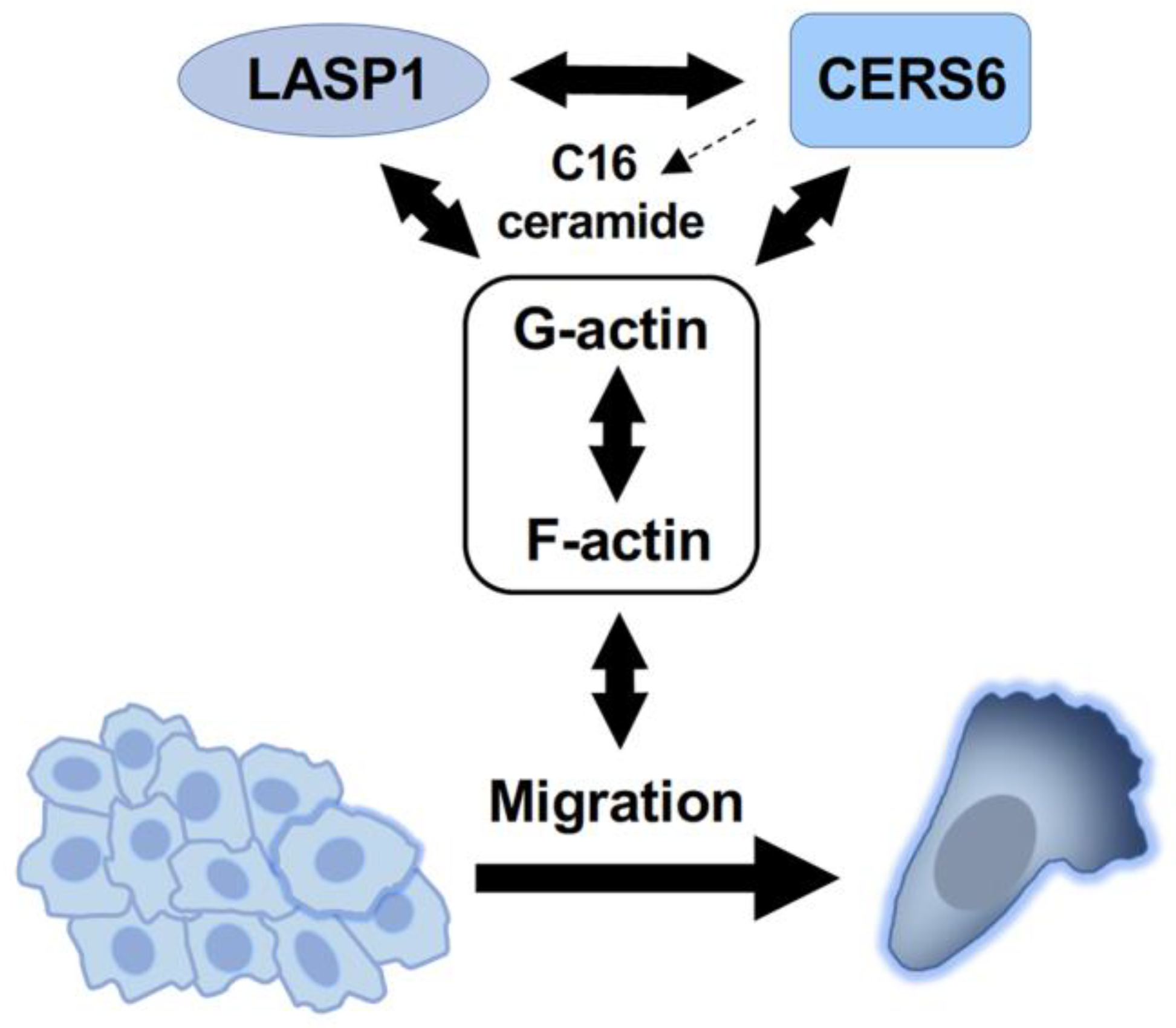 Cancers 15 02781 g006