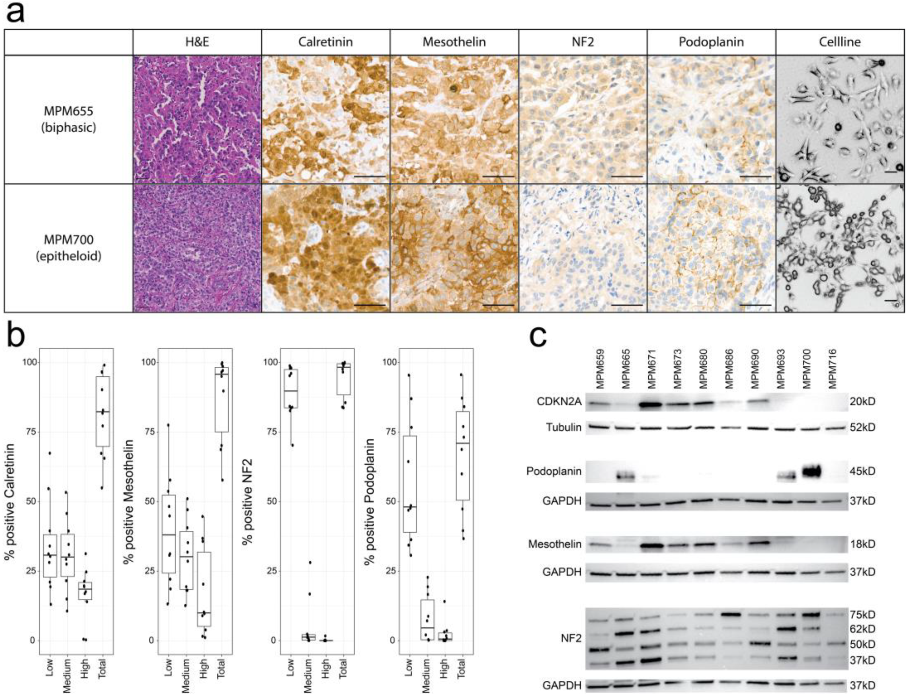 Cancers 15 02813 g001 Cancers 15 02813 g001