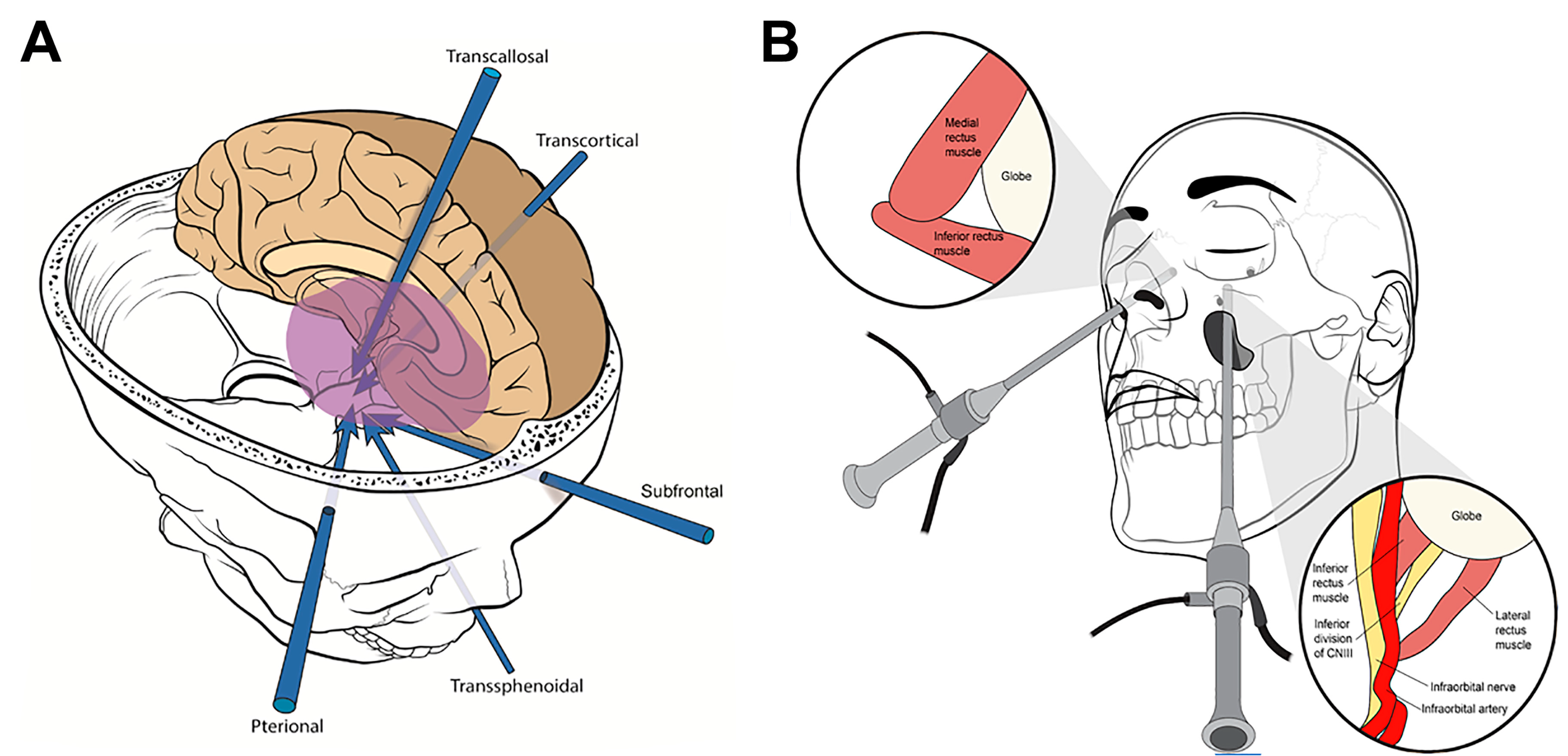 Cancers 15 02896 g004