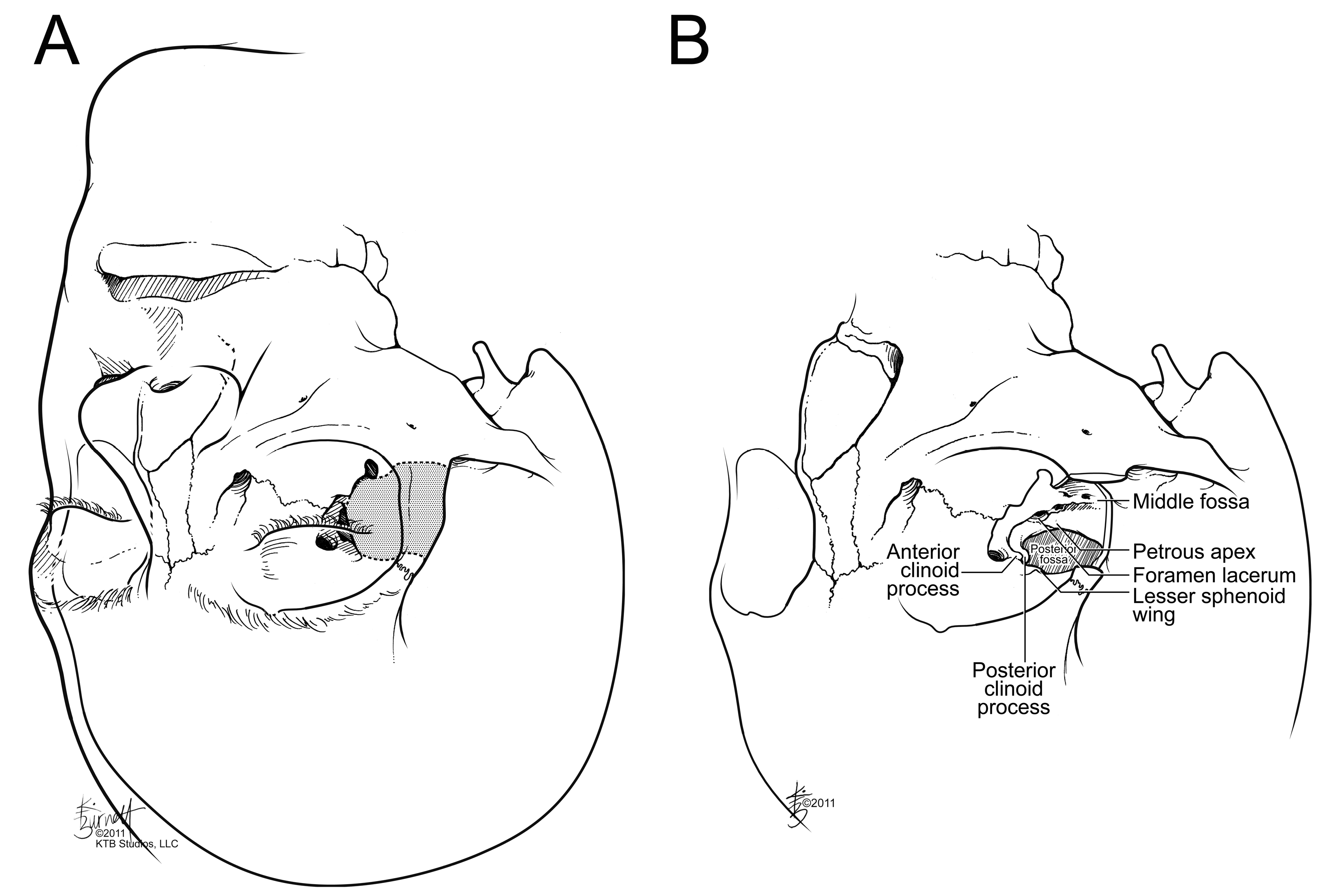 Cancers 15 02896 g007