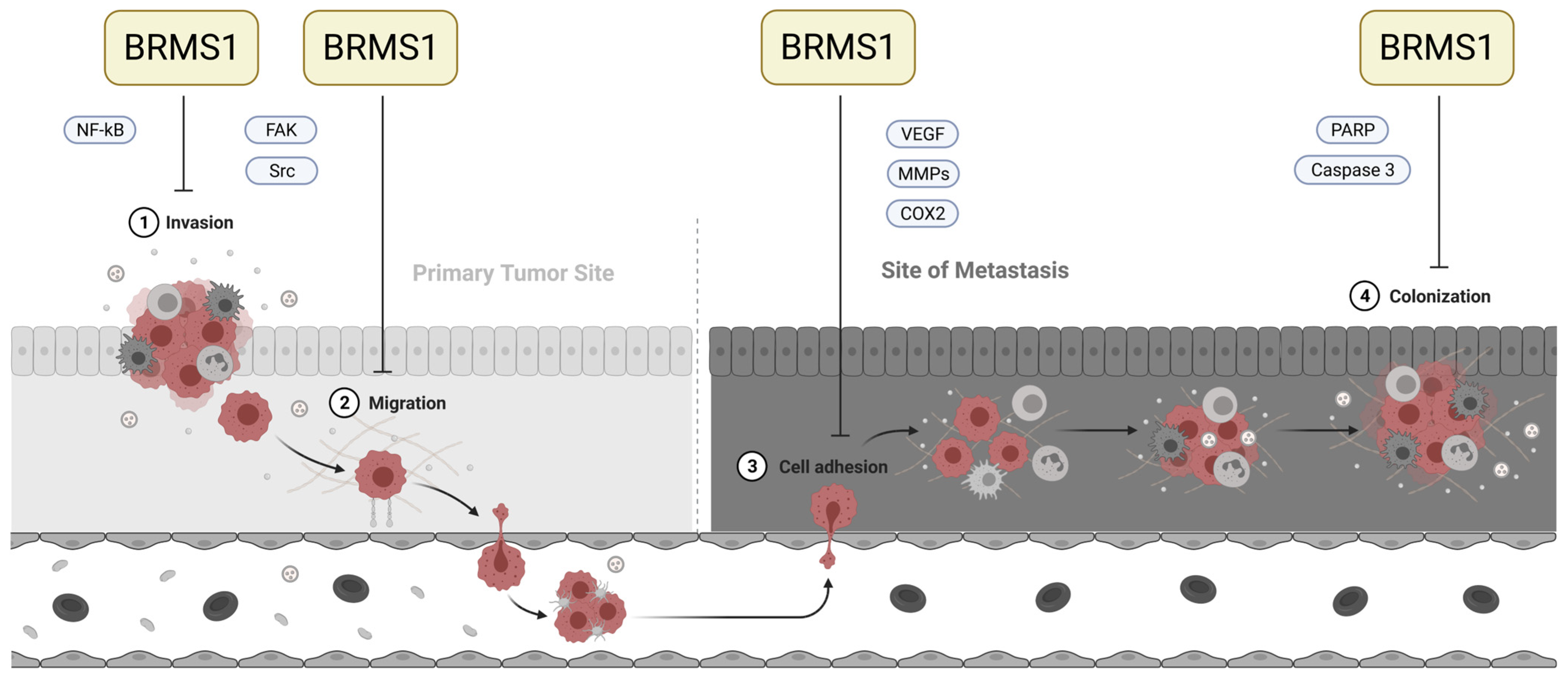 Cancers 15 02907 g001