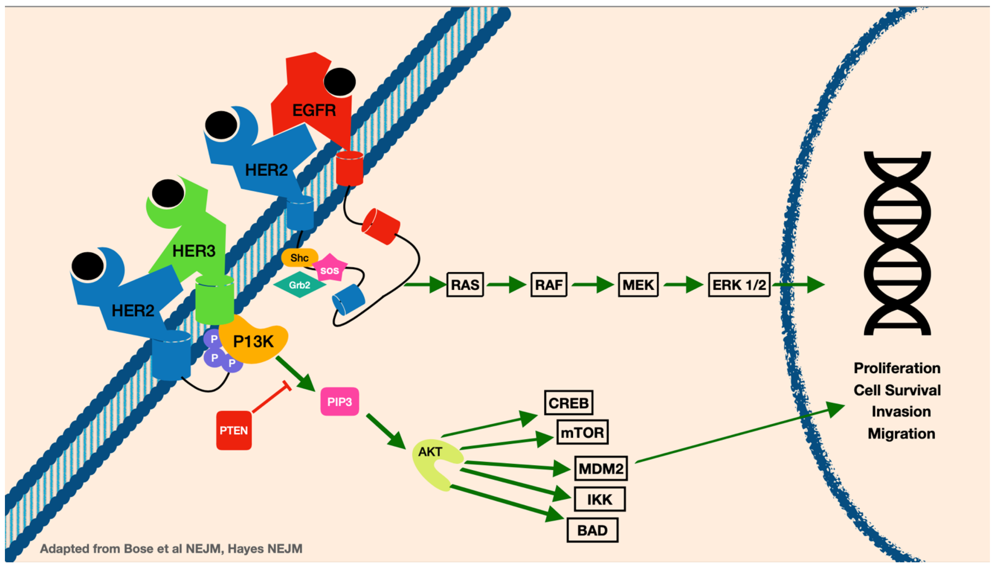 Cancers 15 02908 g001