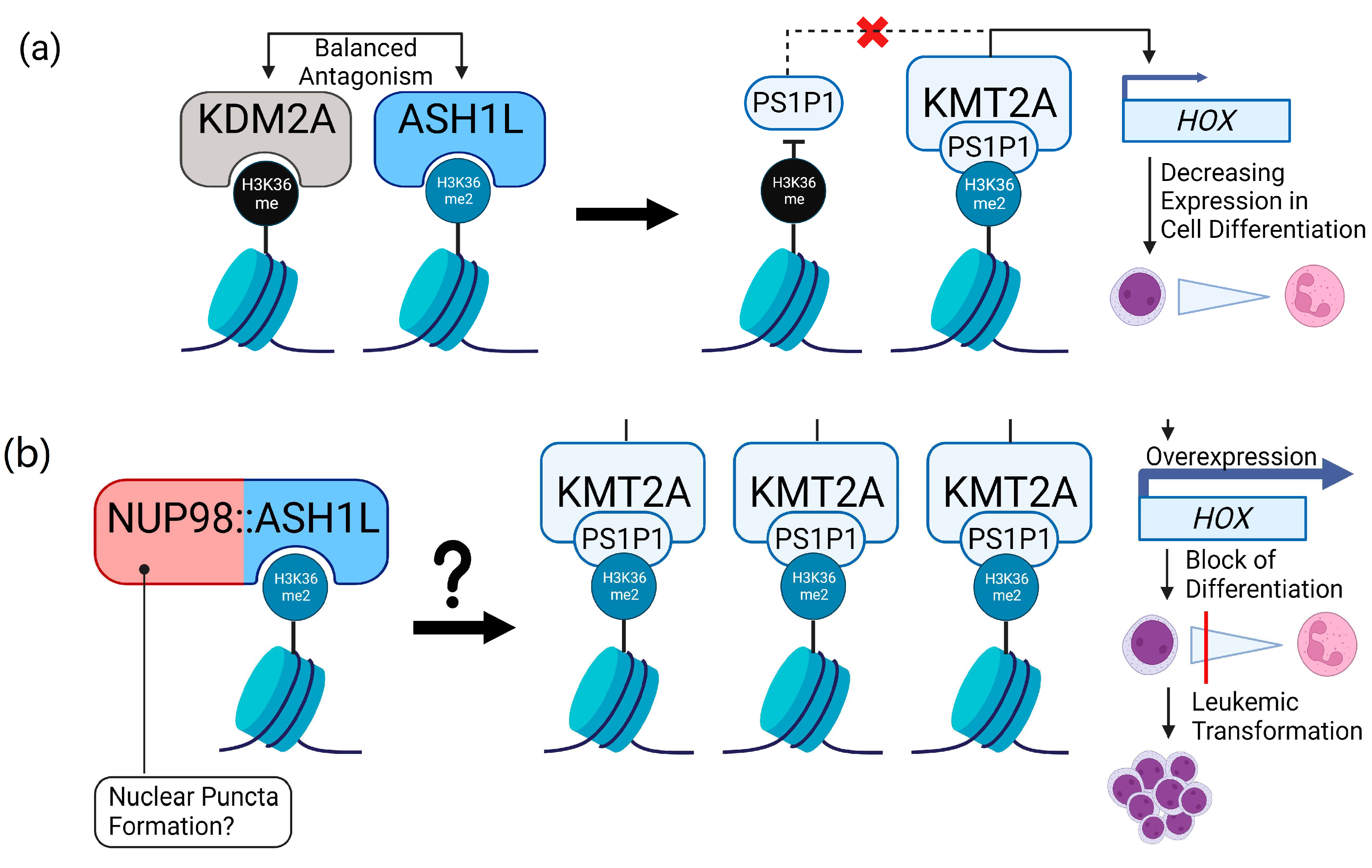 Cancers 15 02942 g005