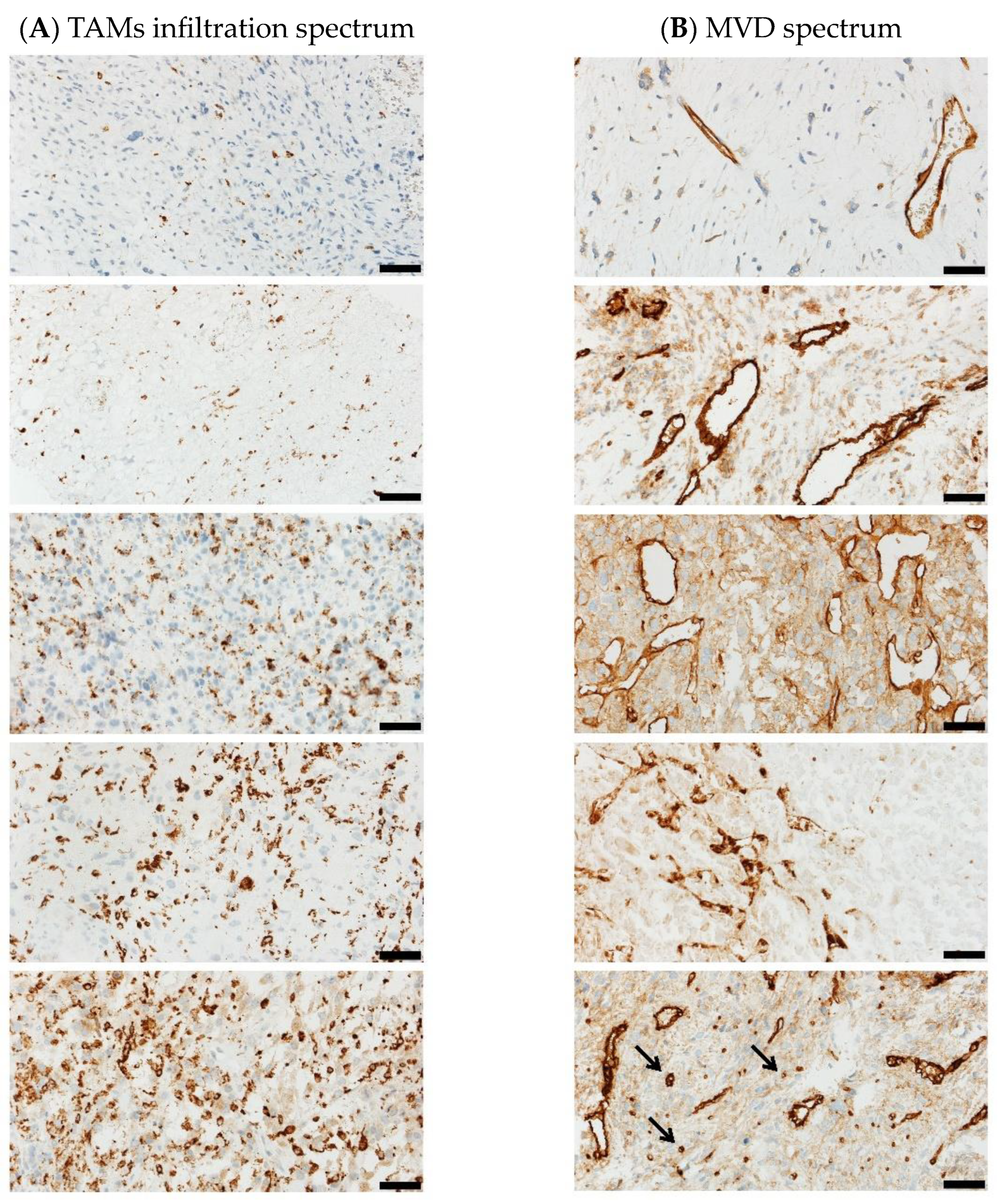 Cancers 15 02960 g002