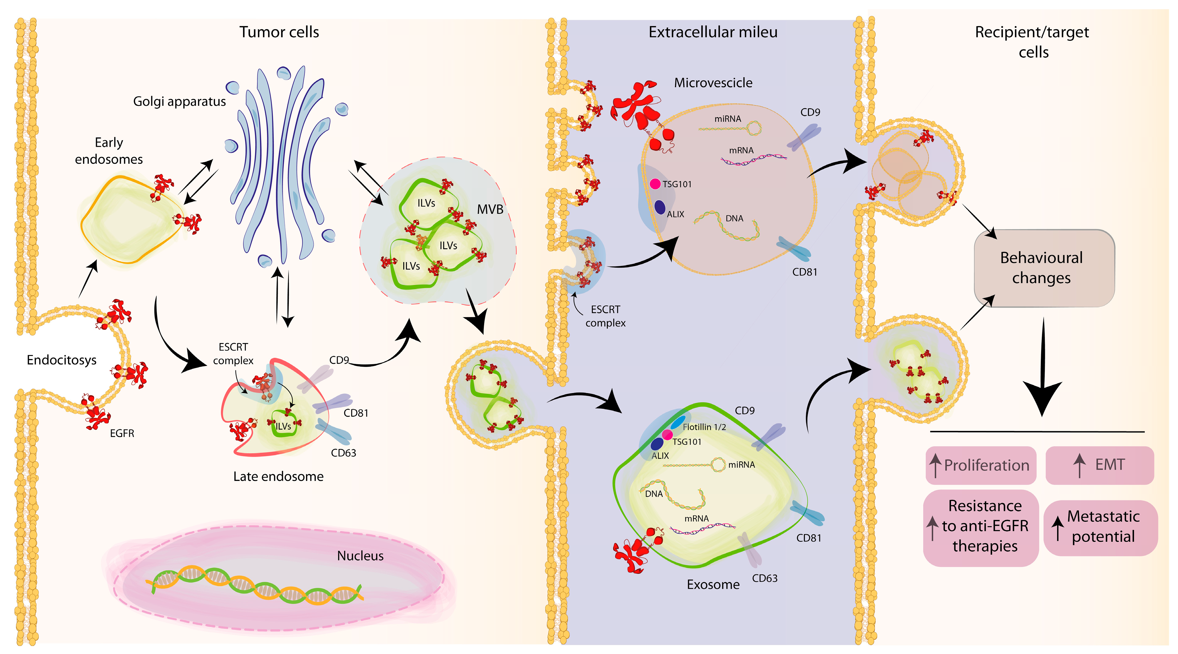 Cancers 15 02970 g001